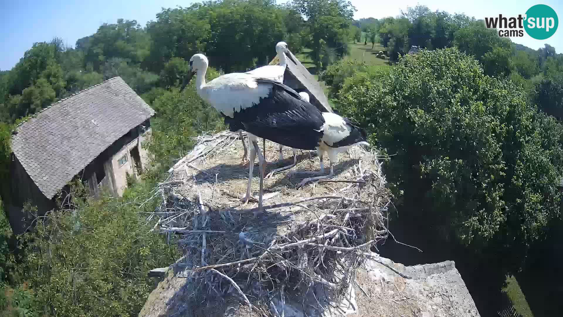 Village européen de cigognes webcam Parc naturel de Lonjsko polje