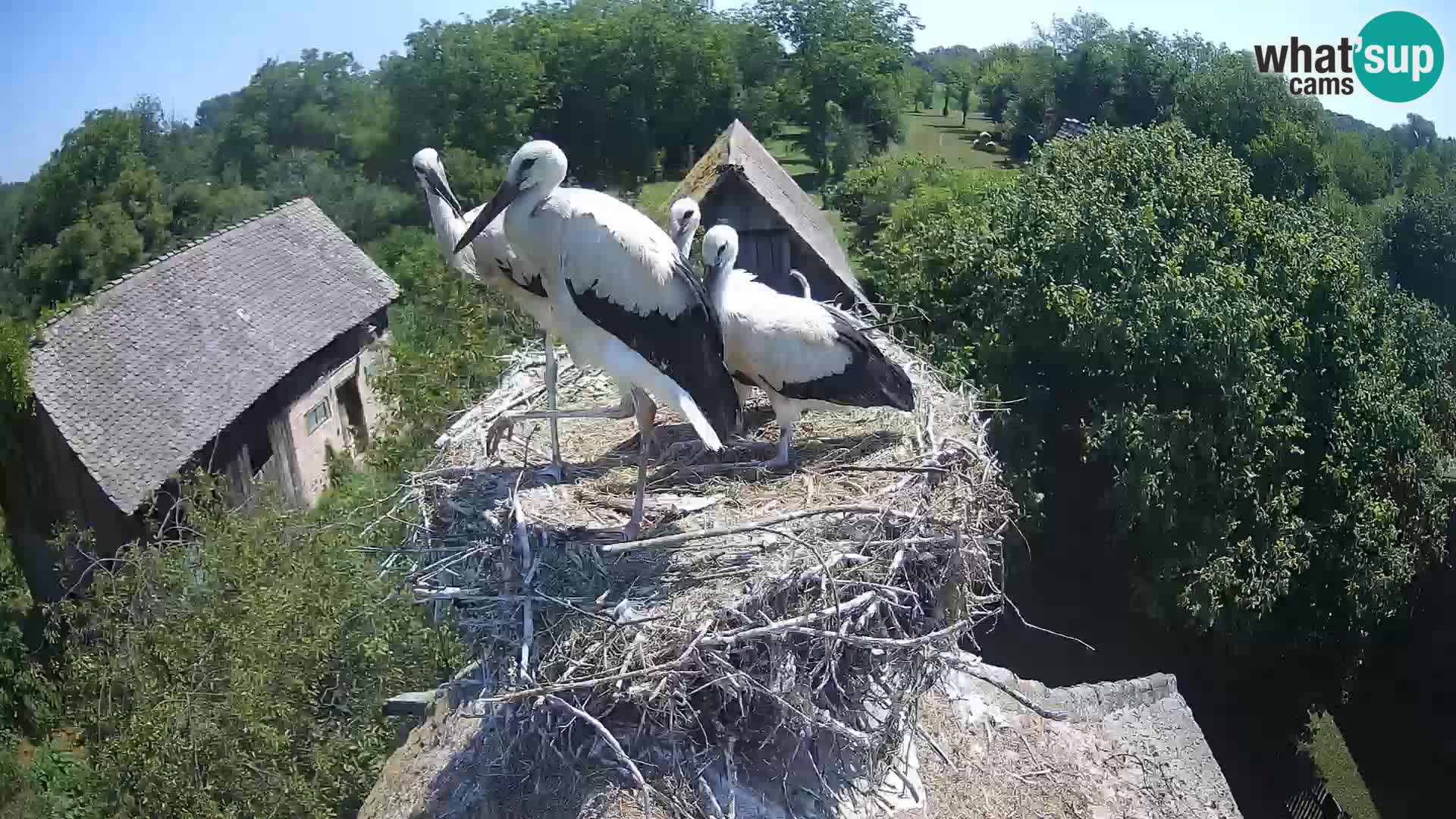 Villaggio delle cicogne europee webcam Parco naturale di Lonjsko polje