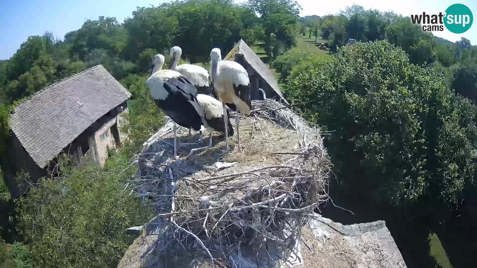 Villaggio delle cicogne europee webcam Parco naturale di Lonjsko polje