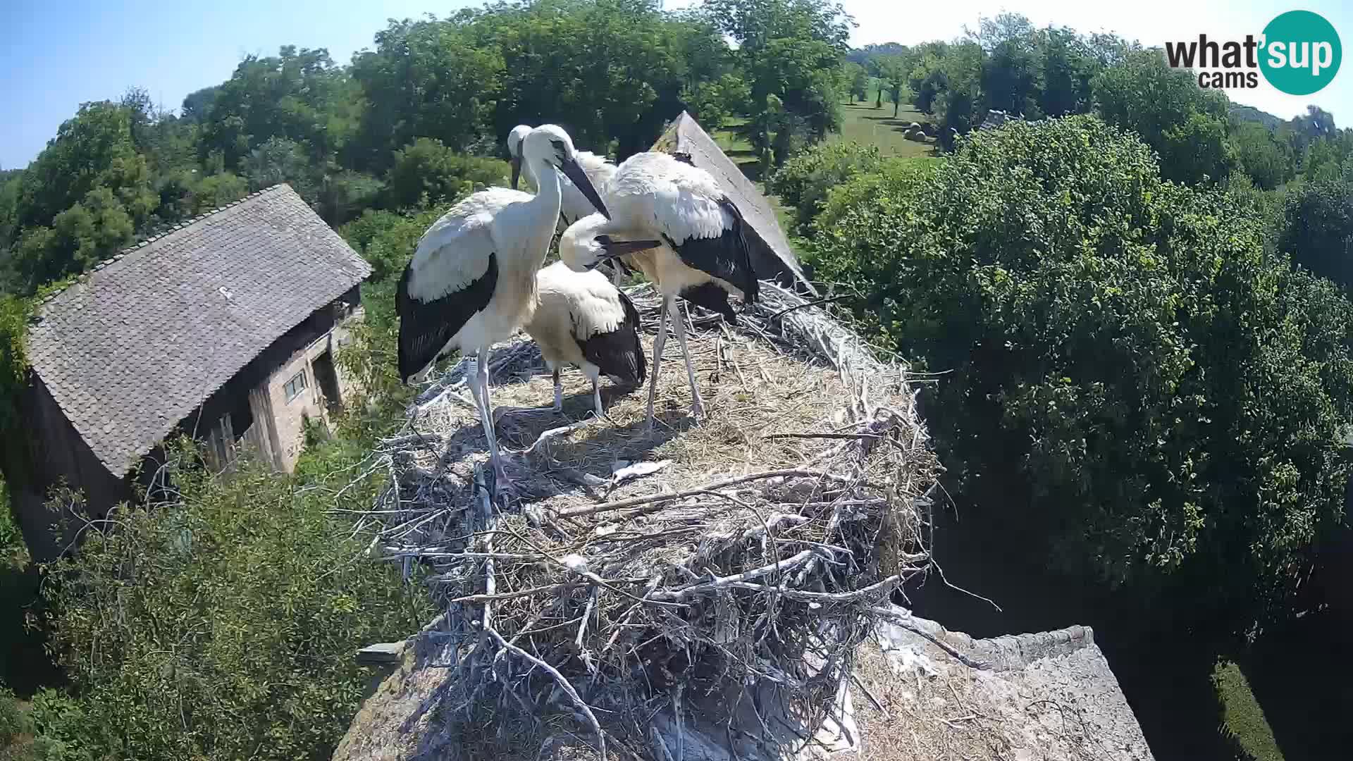 Webcam Europäisches Storchendorf – Naturpark Lonjsko polje