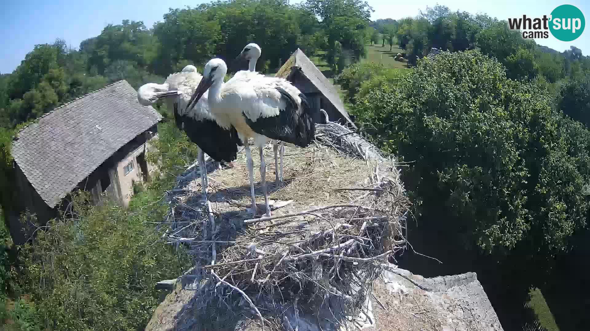 Village européen de cigognes webcam Parc naturel de Lonjsko polje