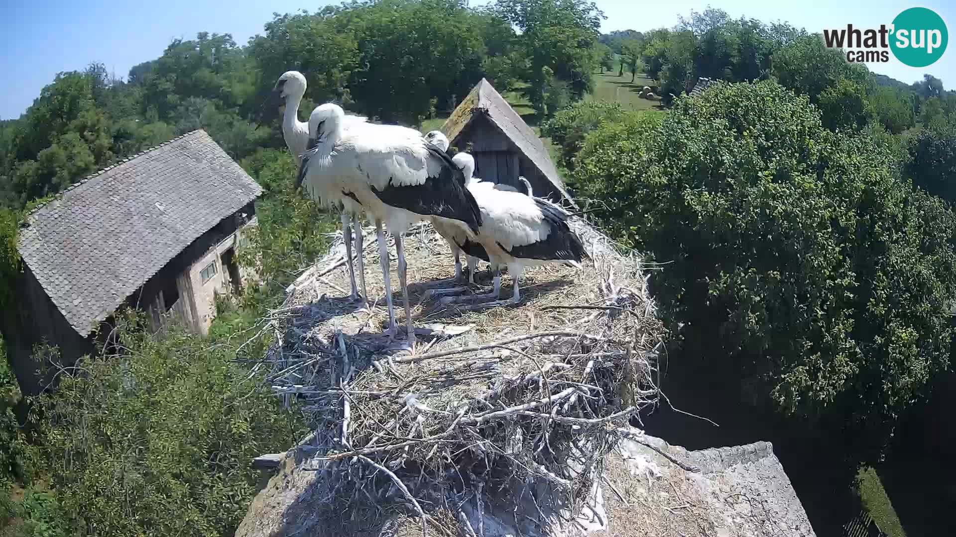 Pueblo europeo de cigüeñas camera en vivo Parque Natural Lonjsko polje