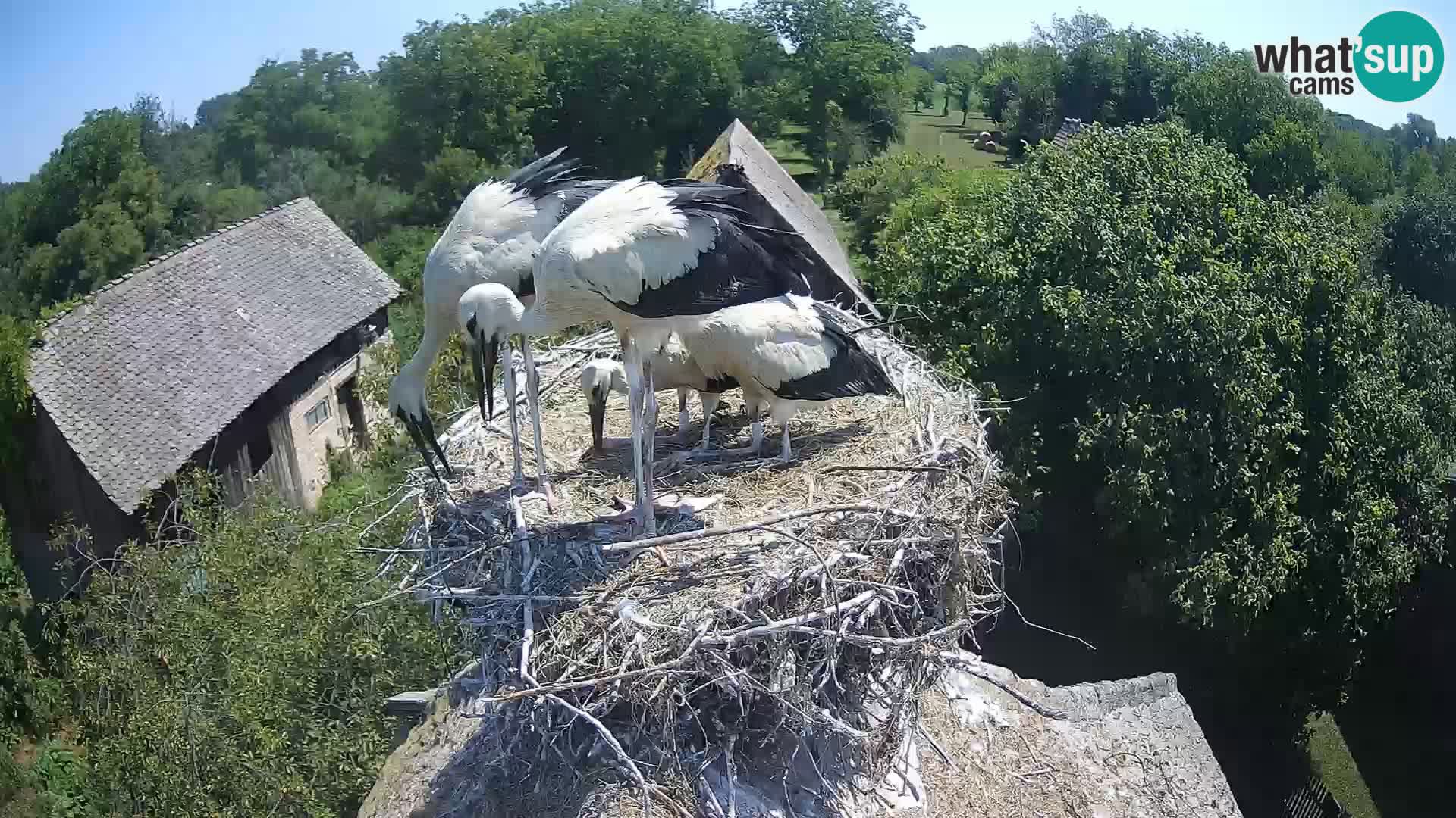 Webcam Europäisches Storchendorf – Naturpark Lonjsko polje