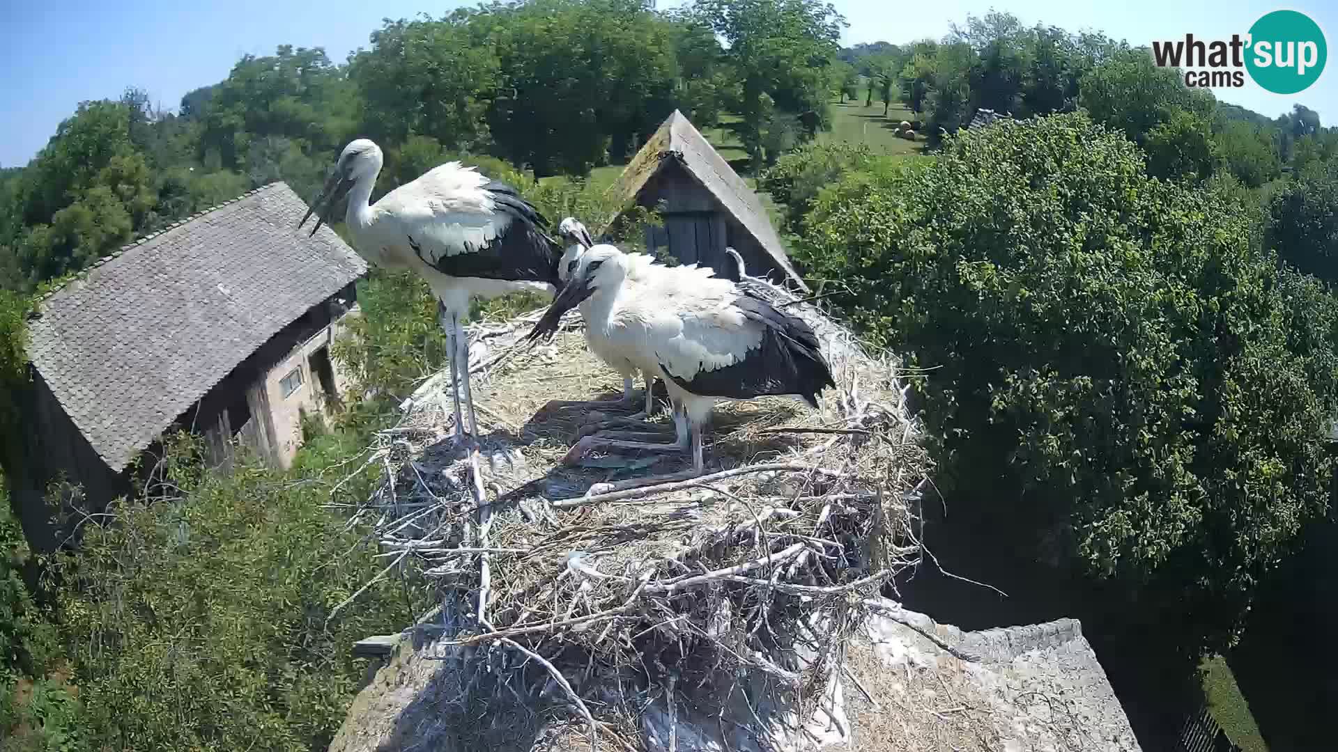 Live webcam European stork village – Lonjsko polje Nature Park