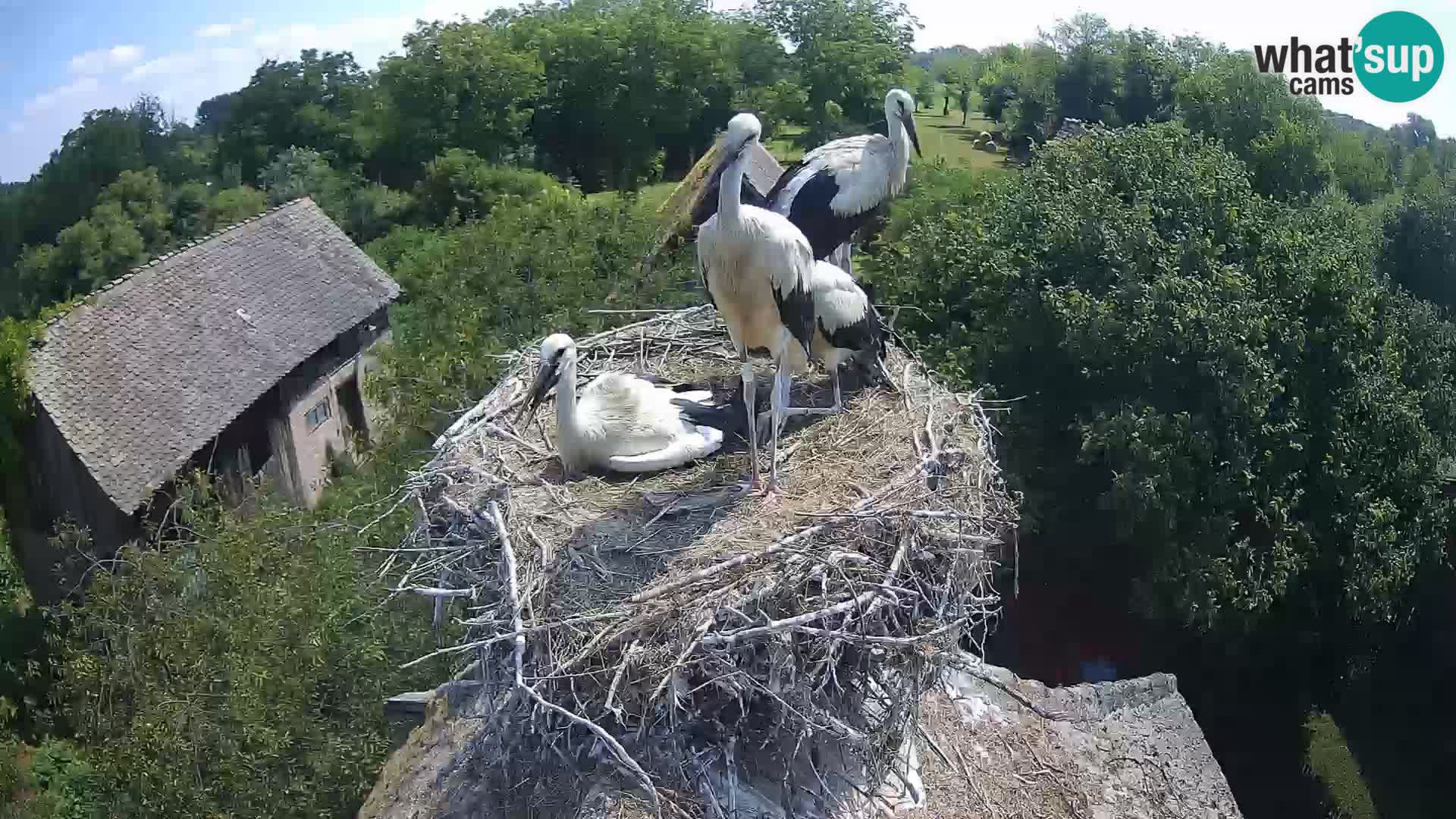 Webcam Europäisches Storchendorf – Naturpark Lonjsko polje