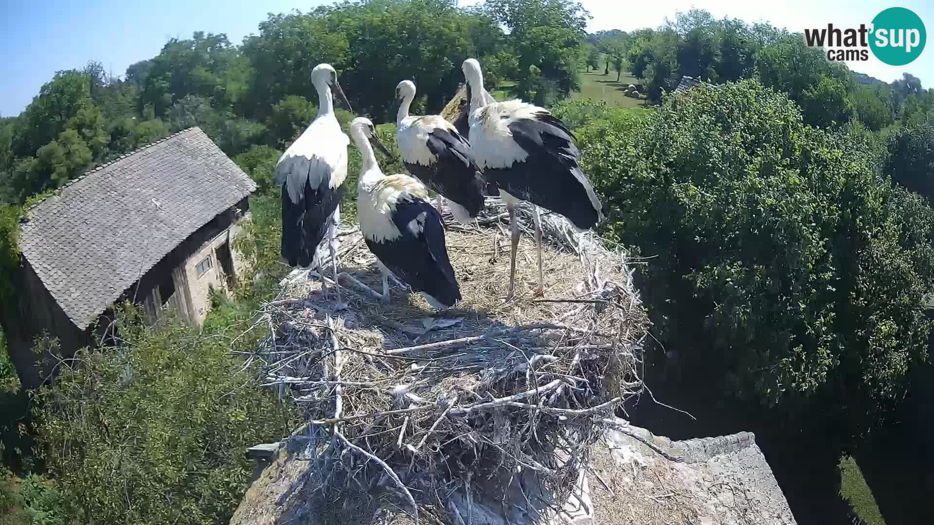 U živo Europsko selo roda – Park prirode Lonjsko polje