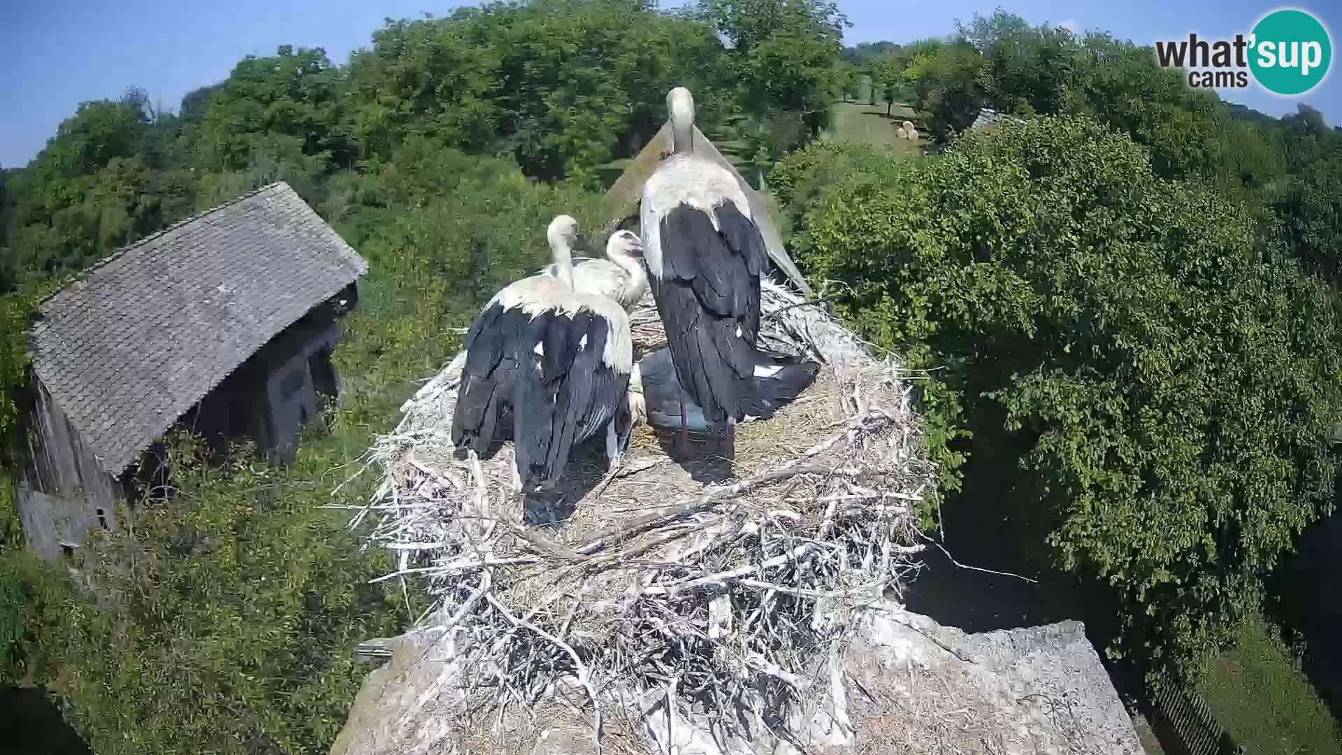 Villaggio delle cicogne europee webcam Parco naturale di Lonjsko polje