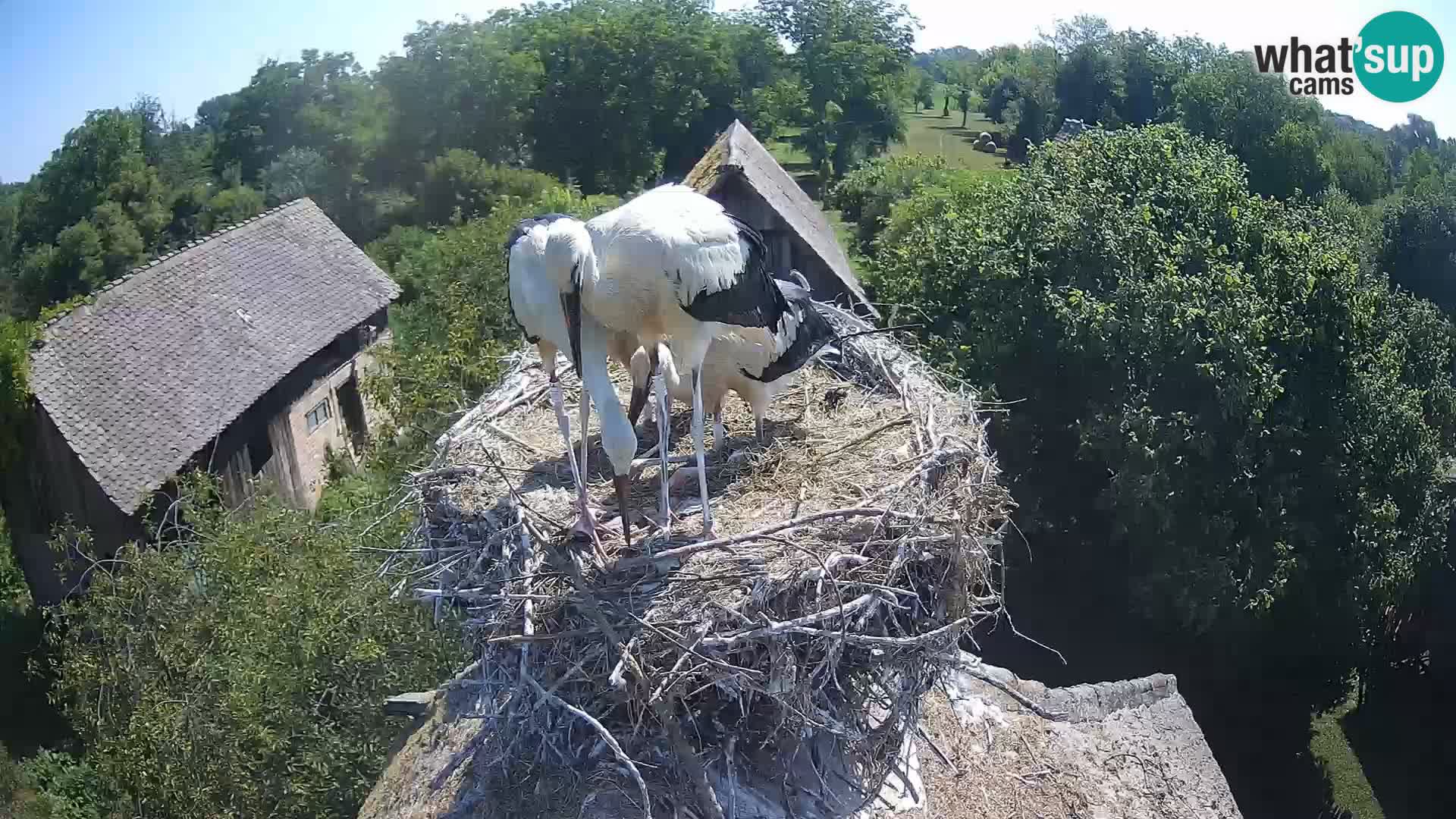 Villaggio delle cicogne europee webcam Parco naturale di Lonjsko polje
