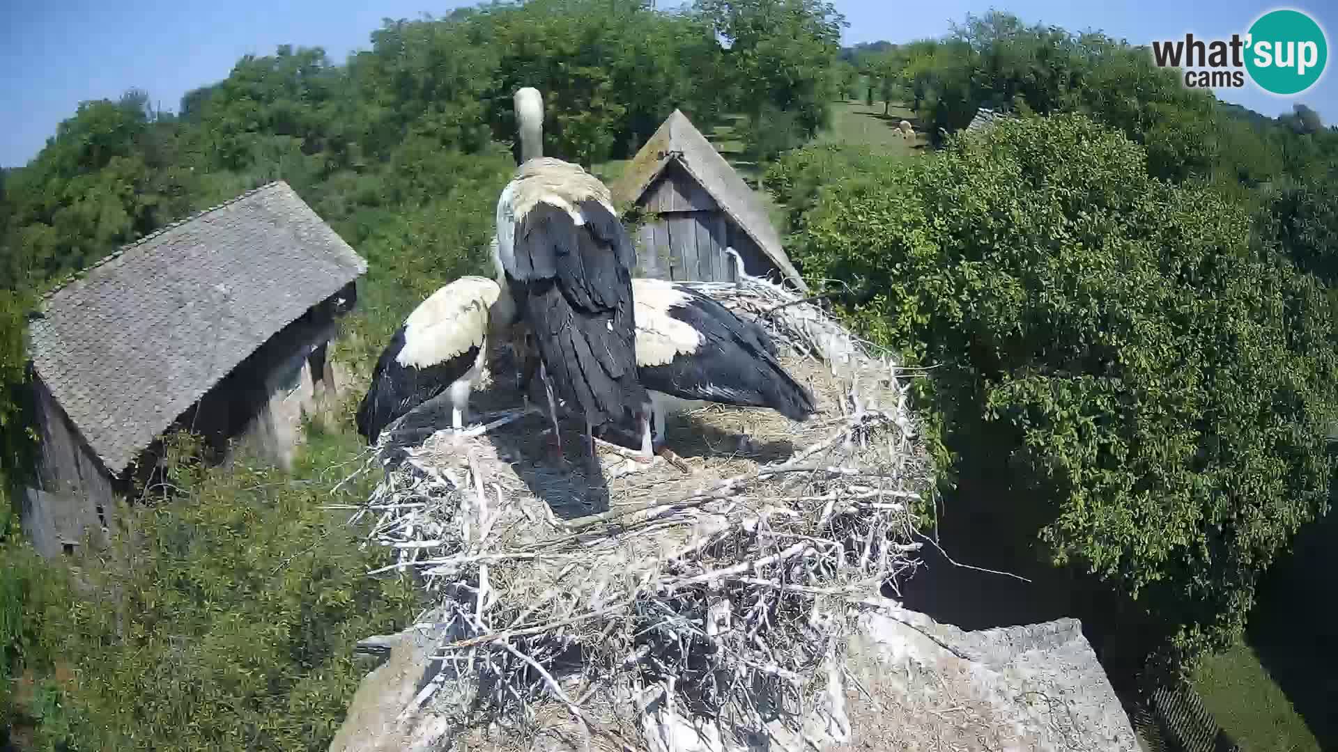 Live webcam European stork village – Lonjsko polje Nature Park