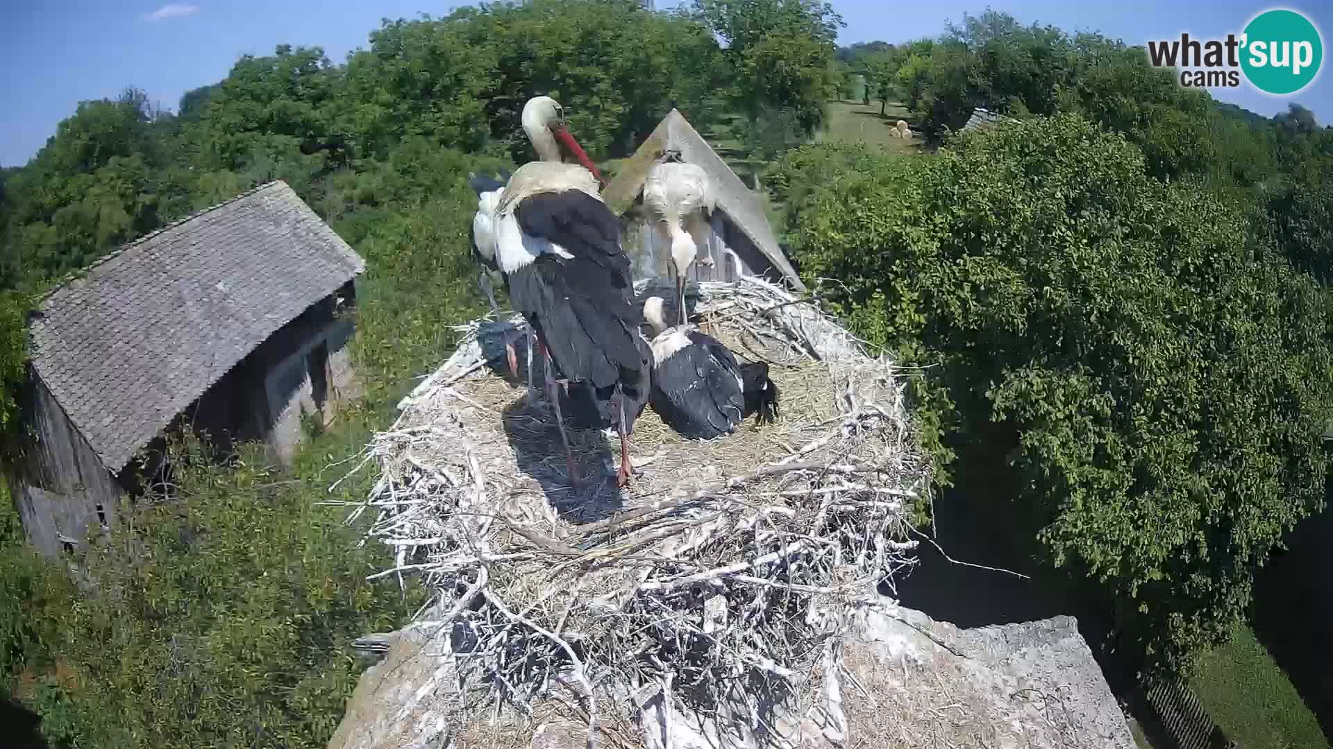Pueblo europeo de cigüeñas camera en vivo Parque Natural Lonjsko polje