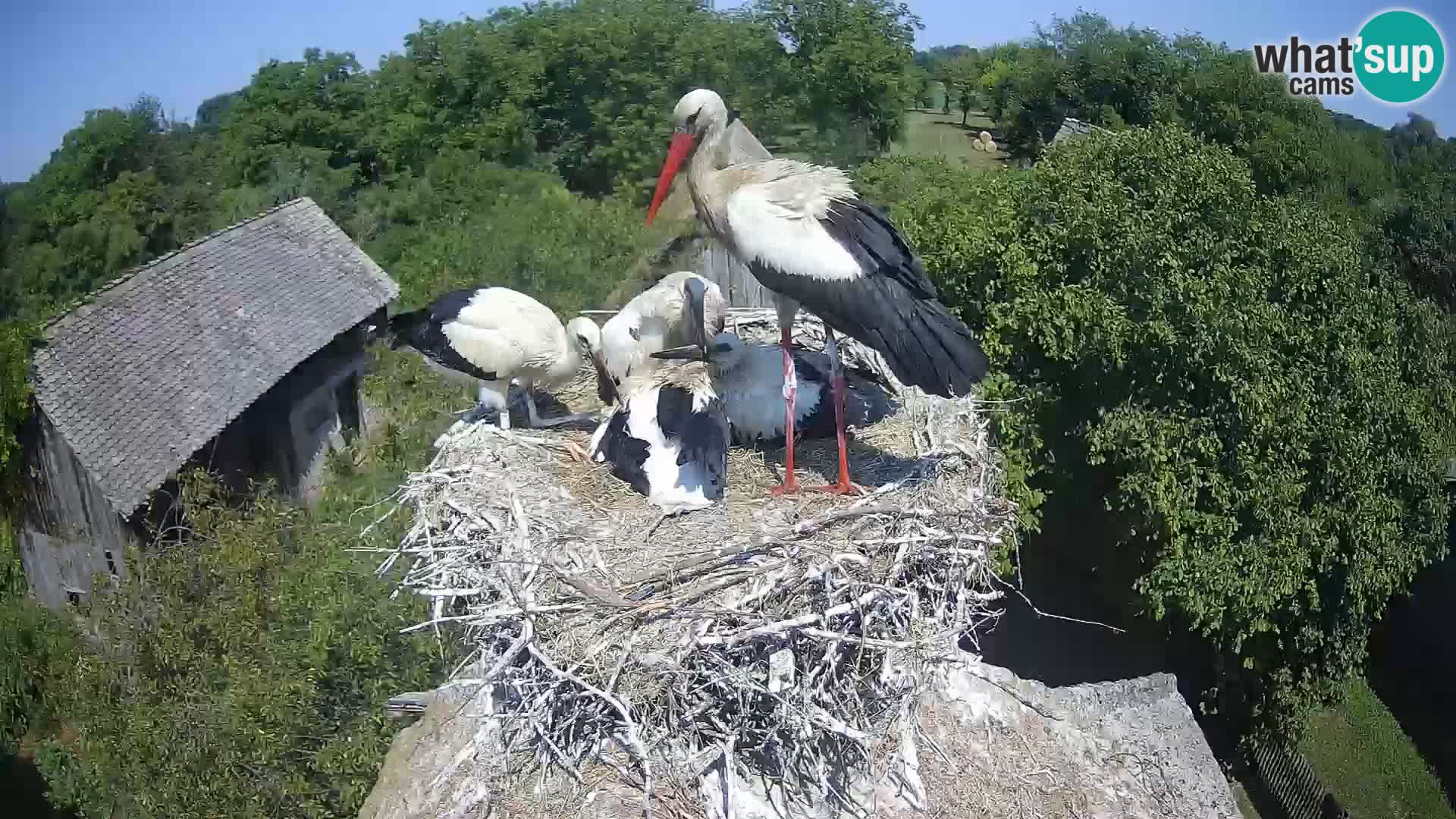 Webcam Europäisches Storchendorf – Naturpark Lonjsko polje