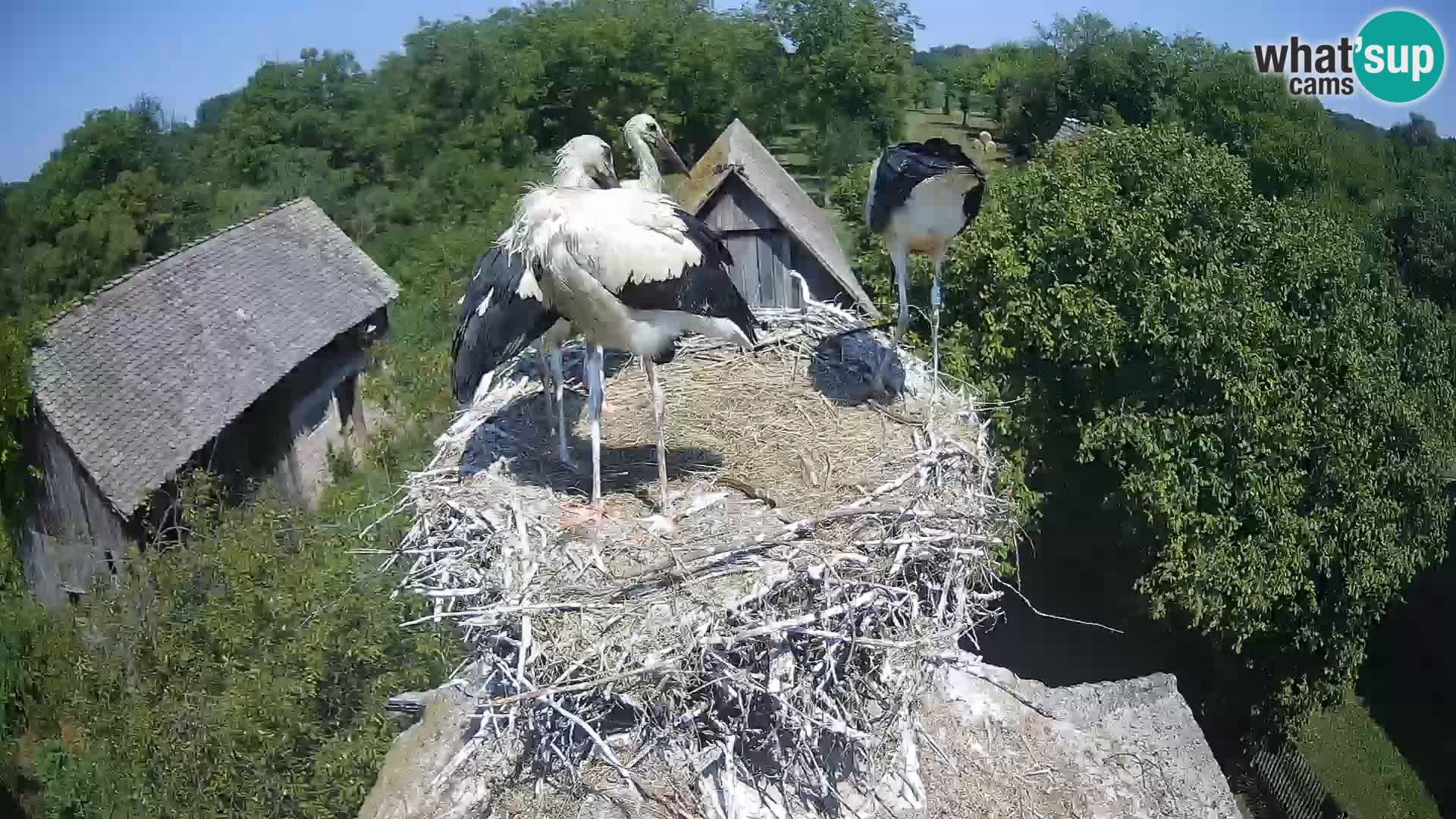Webcam Europäisches Storchendorf – Naturpark Lonjsko polje