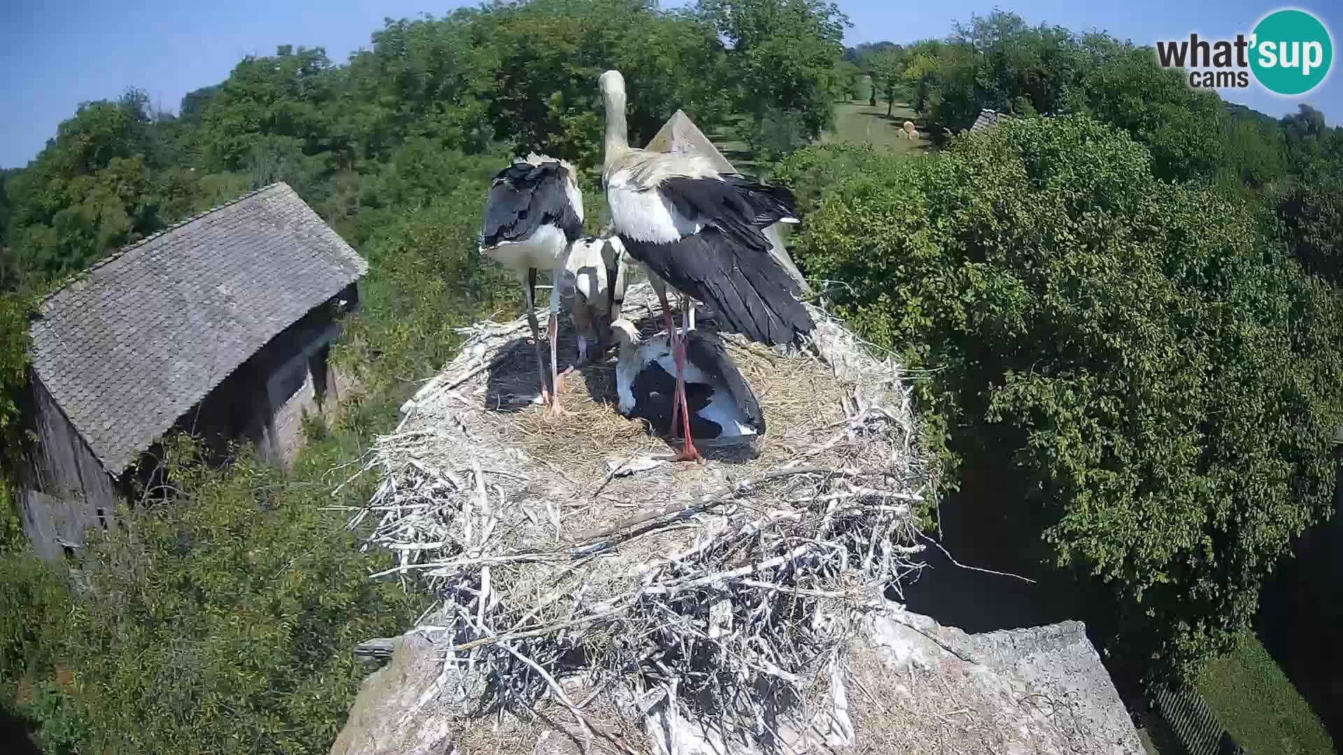 U živo Europsko selo roda – Park prirode Lonjsko polje