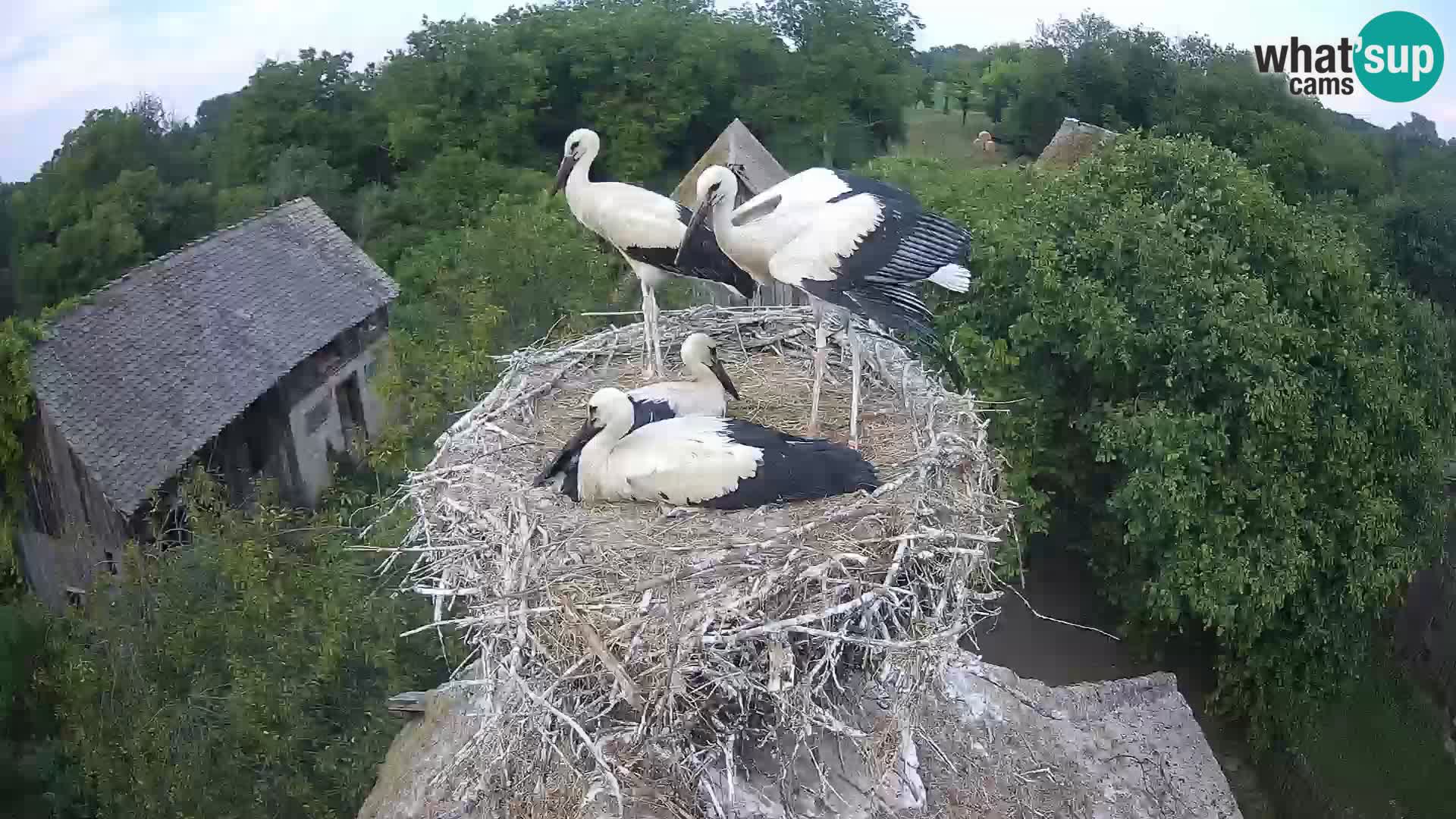Pueblo europeo de cigüeñas camera en vivo Parque Natural Lonjsko polje