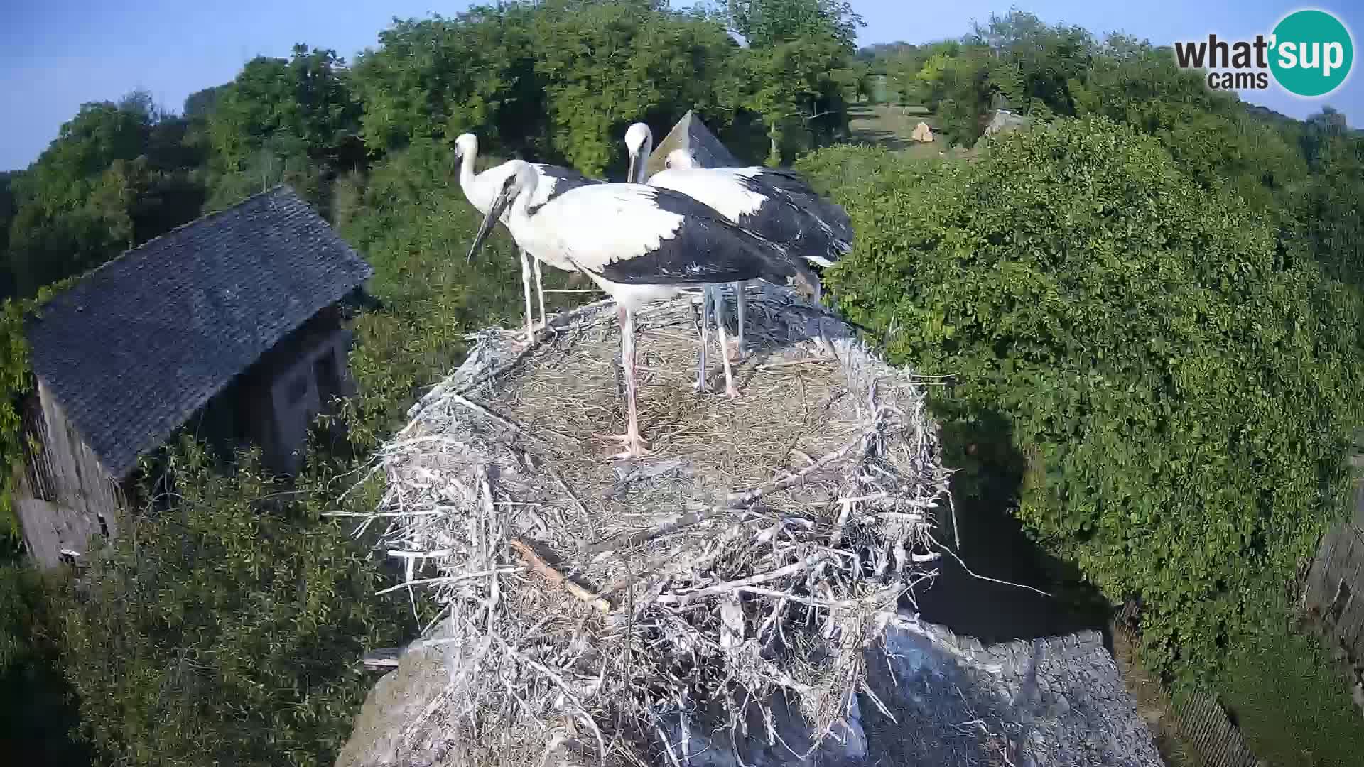 Live webcam European stork village – Lonjsko polje Nature Park