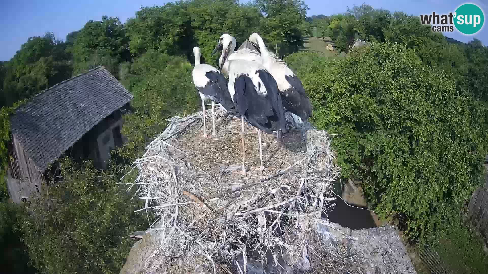 U živo Europsko selo roda – Park prirode Lonjsko polje