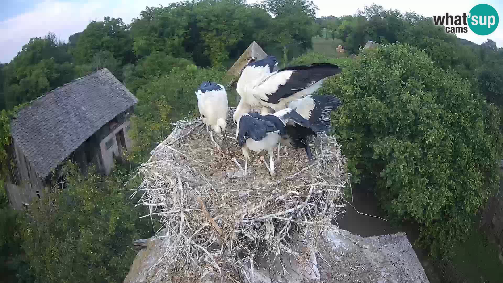 Webcam Europäisches Storchendorf – Naturpark Lonjsko polje