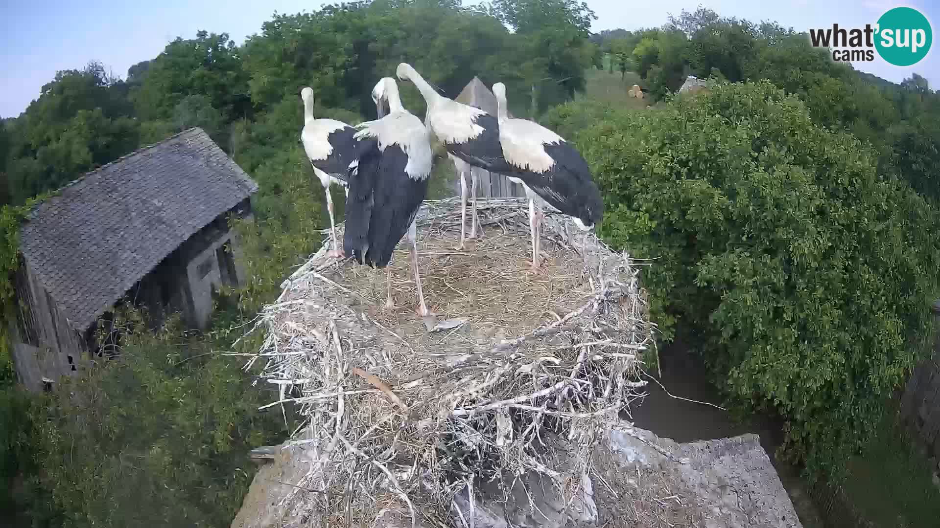 Webcam Europäisches Storchendorf – Naturpark Lonjsko polje