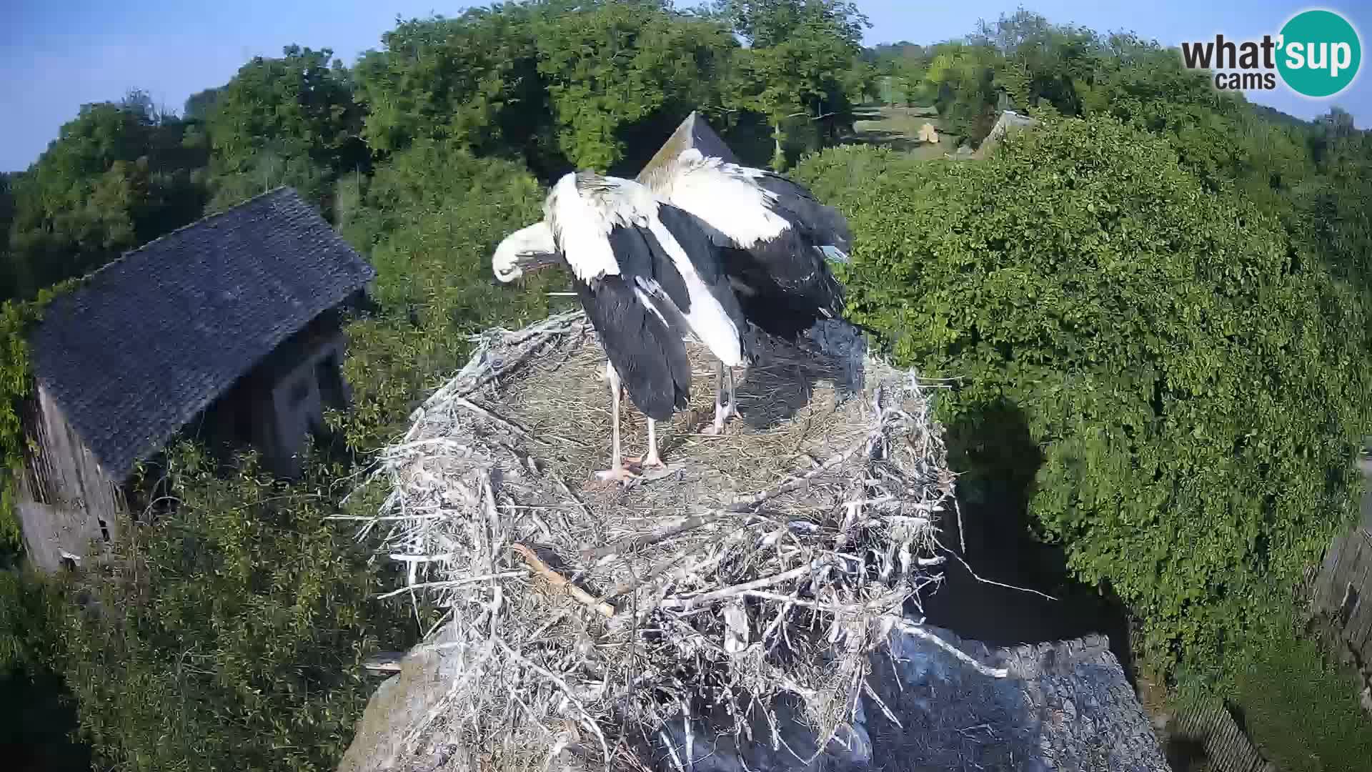 Webcam Europäisches Storchendorf – Naturpark Lonjsko polje