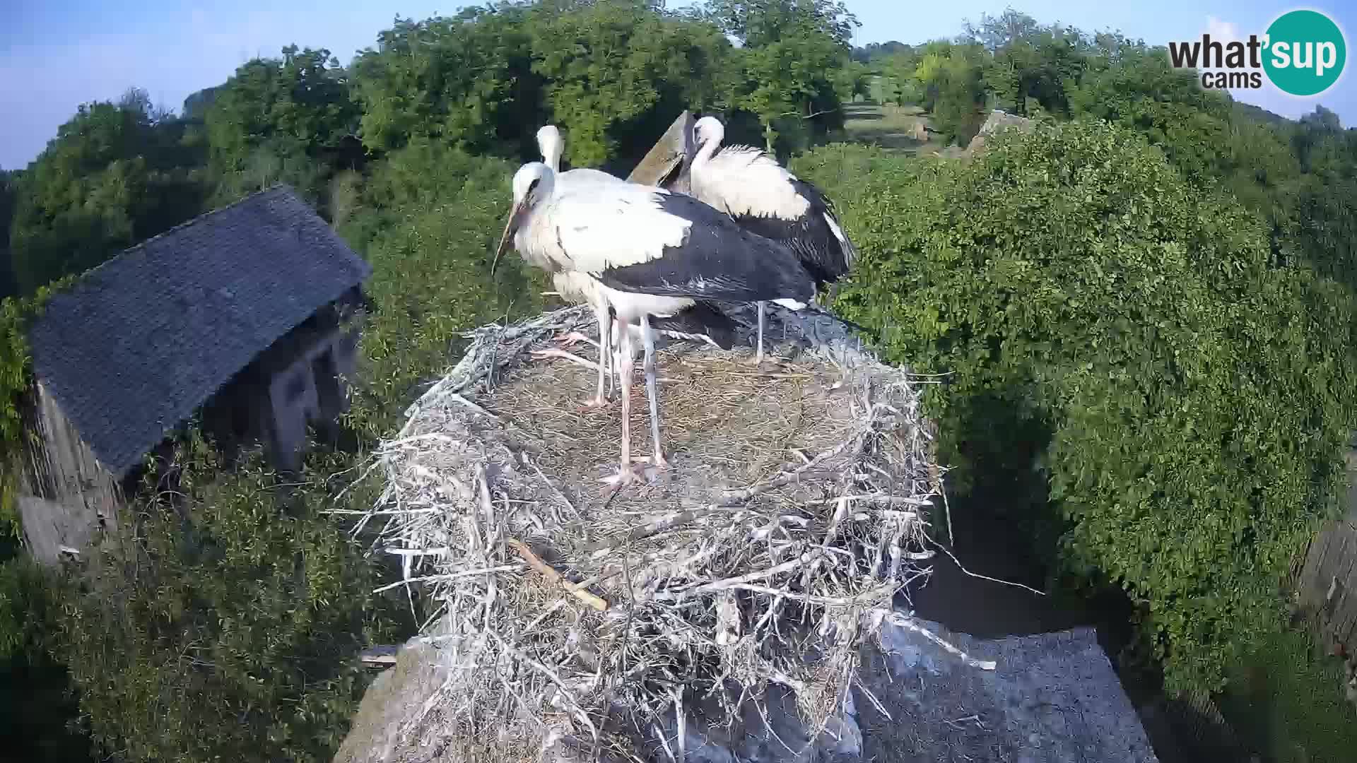 Village européen de cigognes webcam Parc naturel de Lonjsko polje