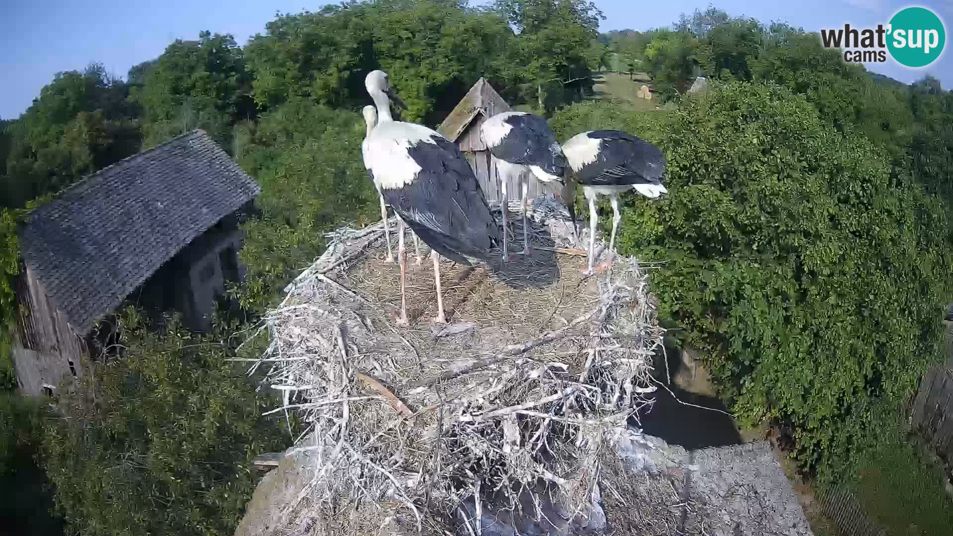 Pueblo europeo de cigüeñas camera en vivo Parque Natural Lonjsko polje