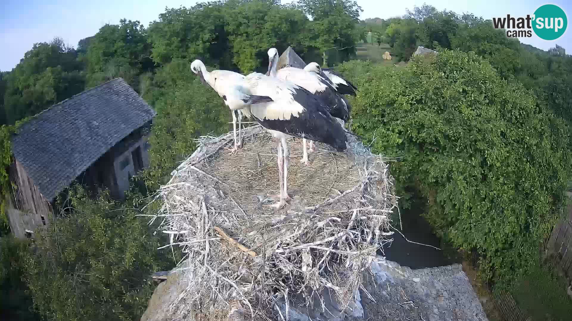 Live webcam European stork village – Lonjsko polje Nature Park