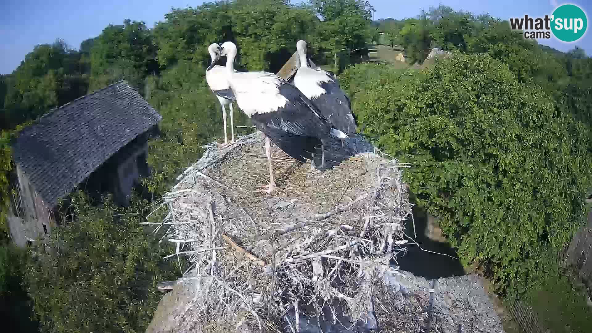 Webcam Europäisches Storchendorf – Naturpark Lonjsko polje