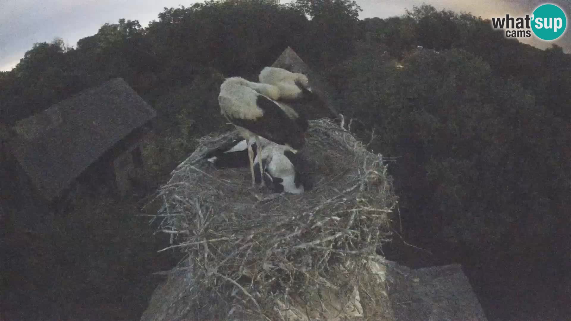 Village européen de cigognes webcam Parc naturel de Lonjsko polje