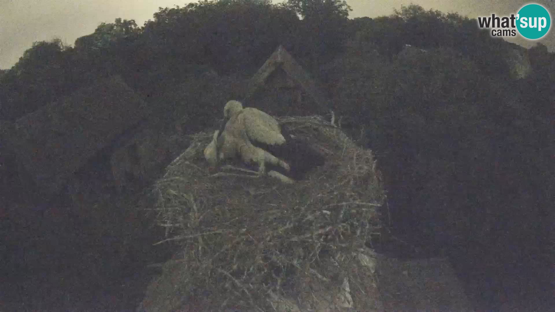 Village européen de cigognes webcam Parc naturel de Lonjsko polje