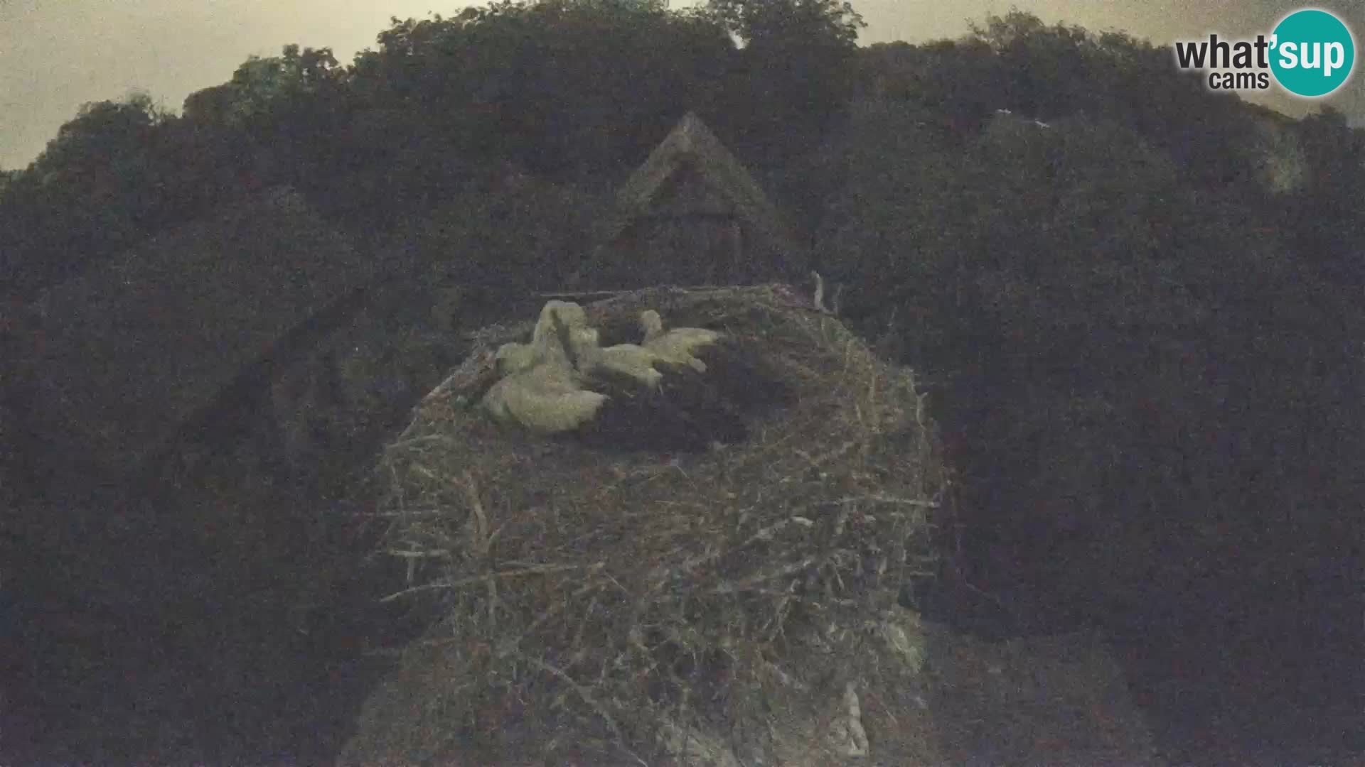 Village européen de cigognes webcam Parc naturel de Lonjsko polje