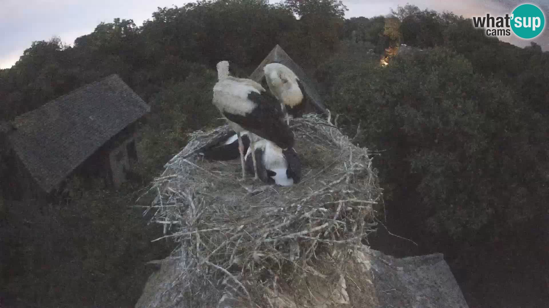Pueblo europeo de cigüeñas camera en vivo Parque Natural Lonjsko polje