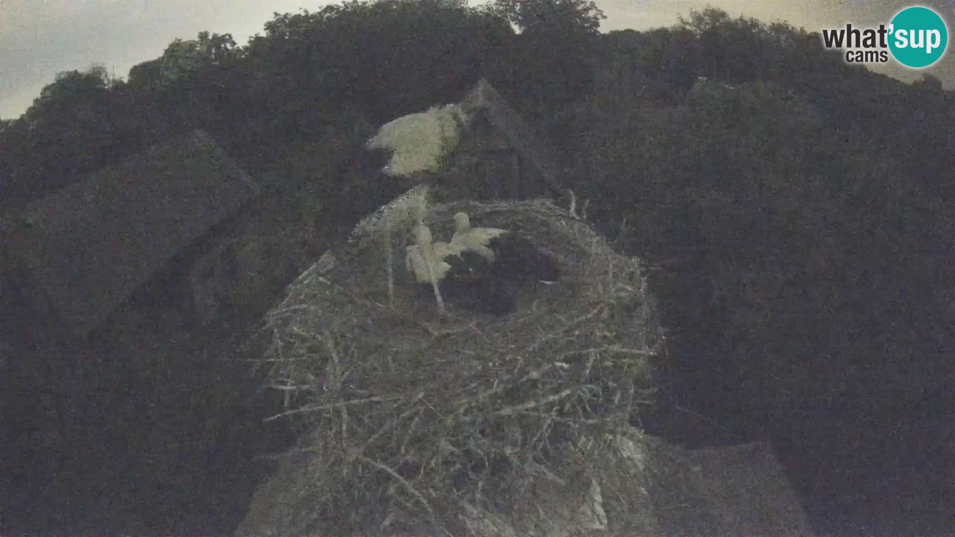 Webcam Europäisches Storchendorf – Naturpark Lonjsko polje