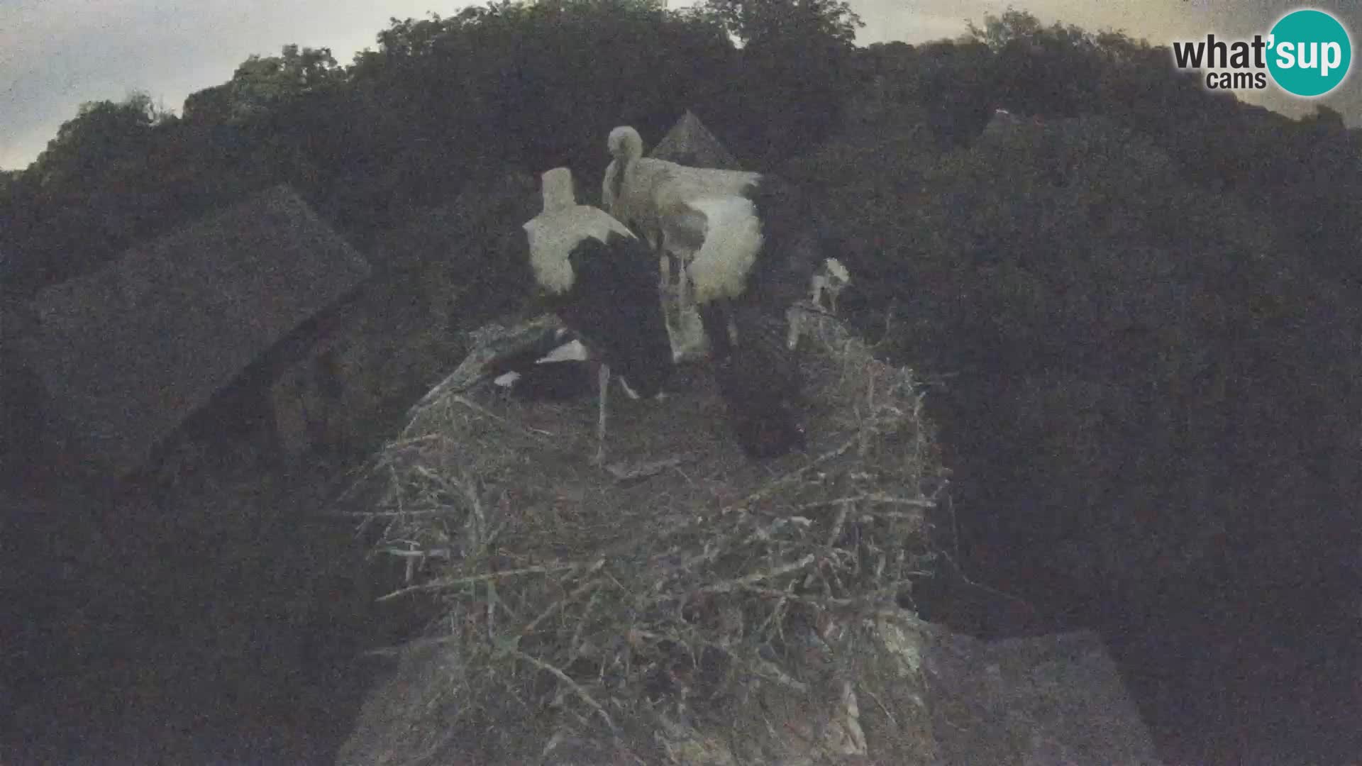 Pueblo europeo de cigüeñas camera en vivo Parque Natural Lonjsko polje