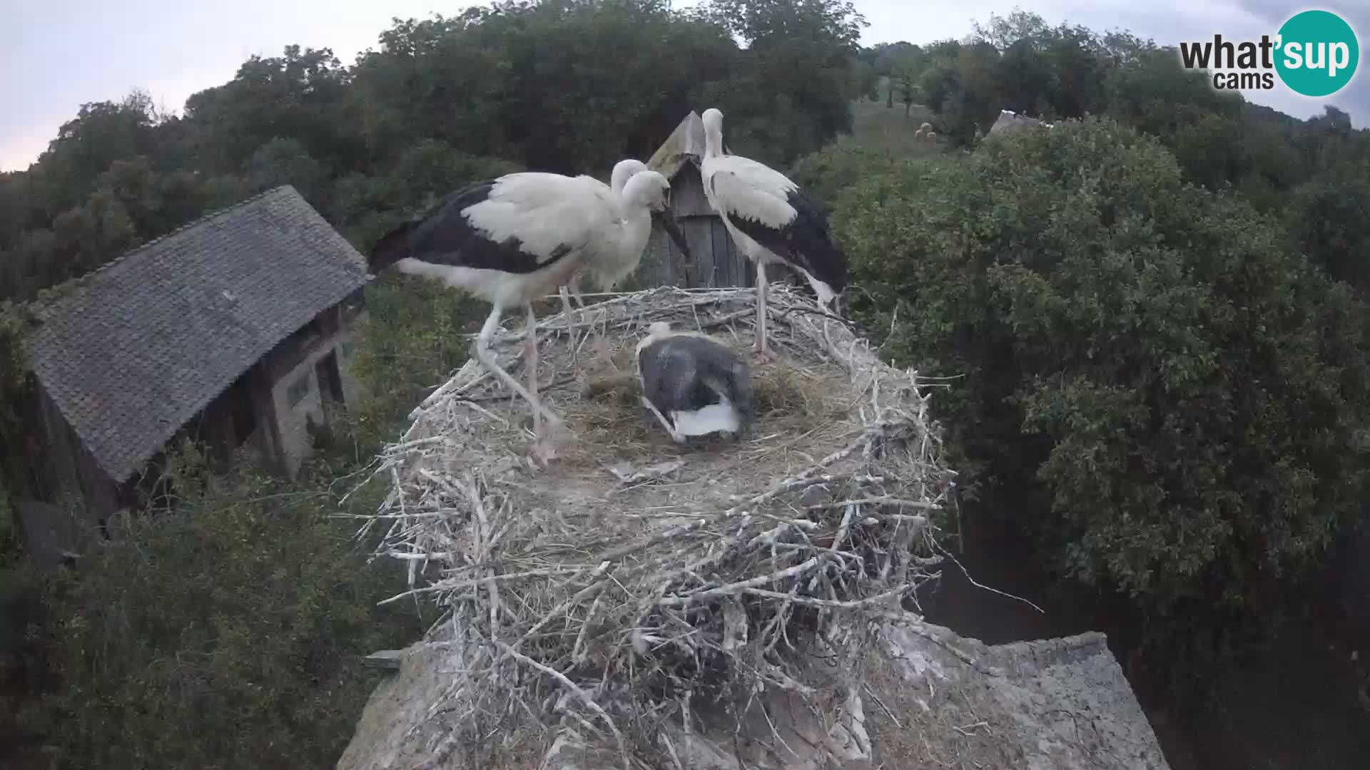 Pueblo europeo de cigüeñas camera en vivo Parque Natural Lonjsko polje