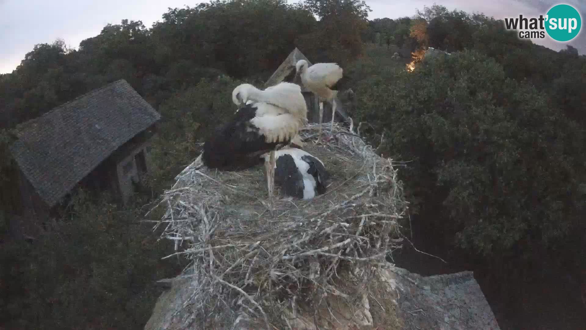 Village européen de cigognes webcam Parc naturel de Lonjsko polje