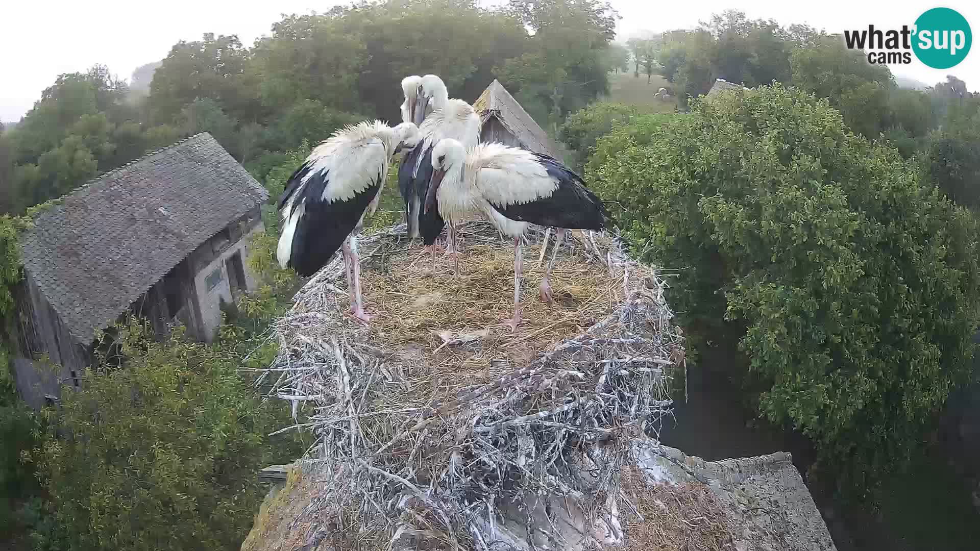 Pueblo europeo de cigüeñas camera en vivo Parque Natural Lonjsko polje