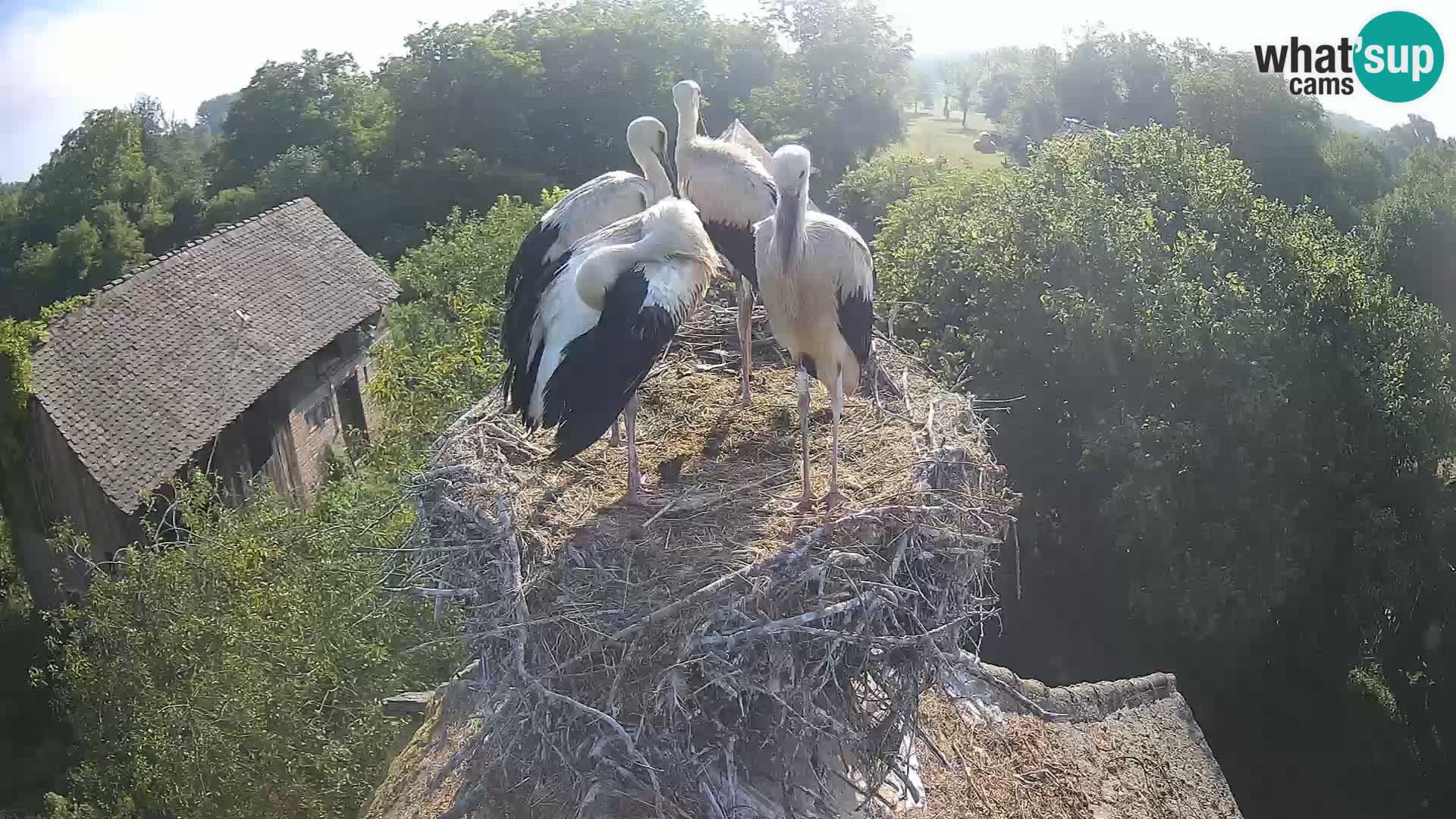Pueblo europeo de cigüeñas camera en vivo Parque Natural Lonjsko polje