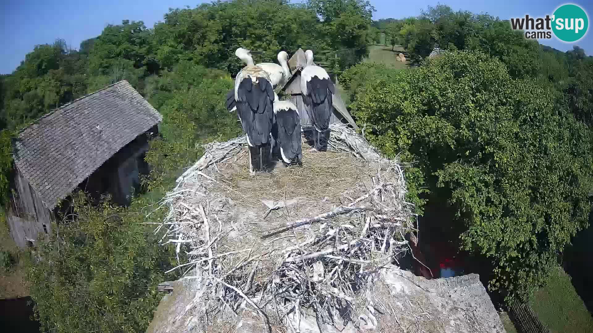 Live webcam European stork village – Lonjsko polje Nature Park