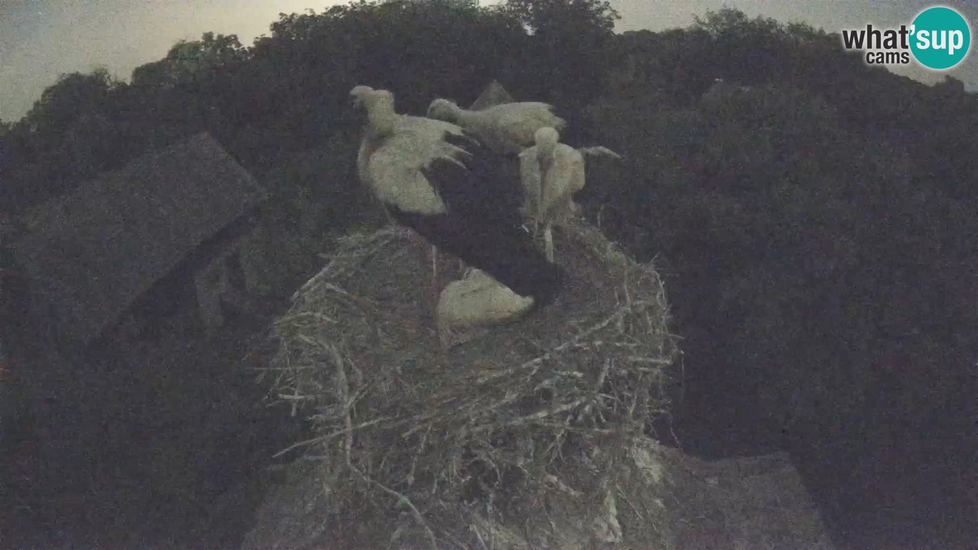Villaggio delle cicogne europee webcam Parco naturale di Lonjsko polje