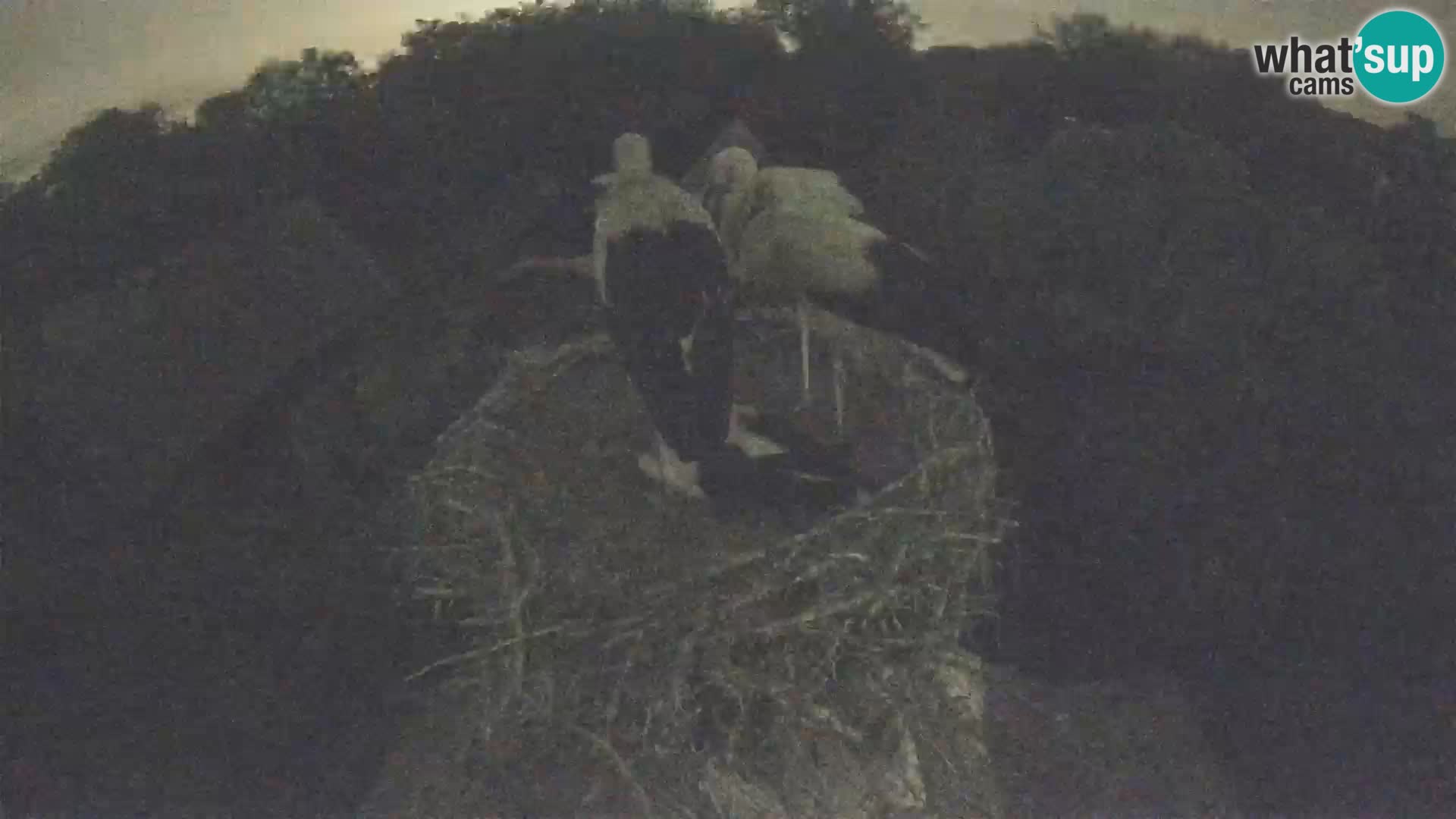 Live webcam European stork village – Lonjsko polje Nature Park