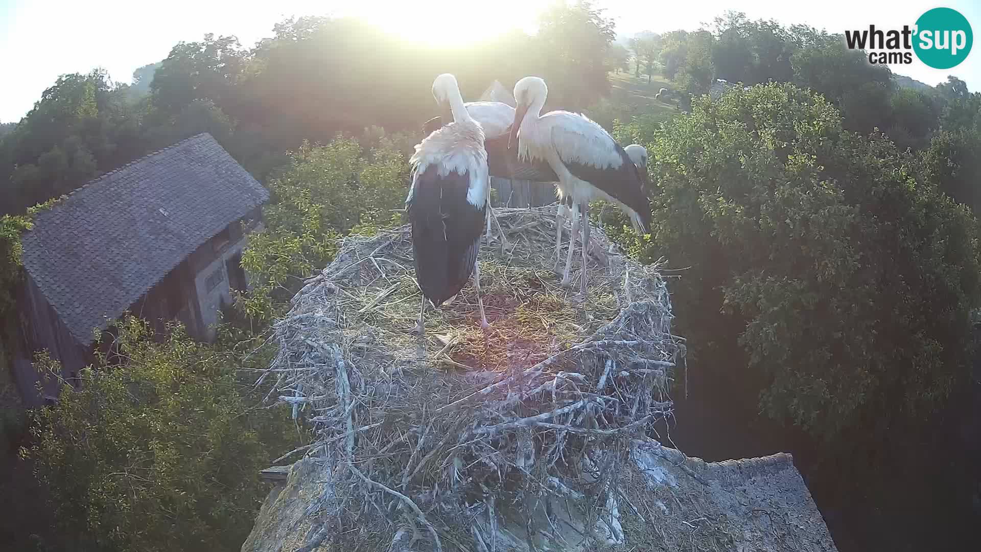 Live webcam European stork village – Lonjsko polje Nature Park