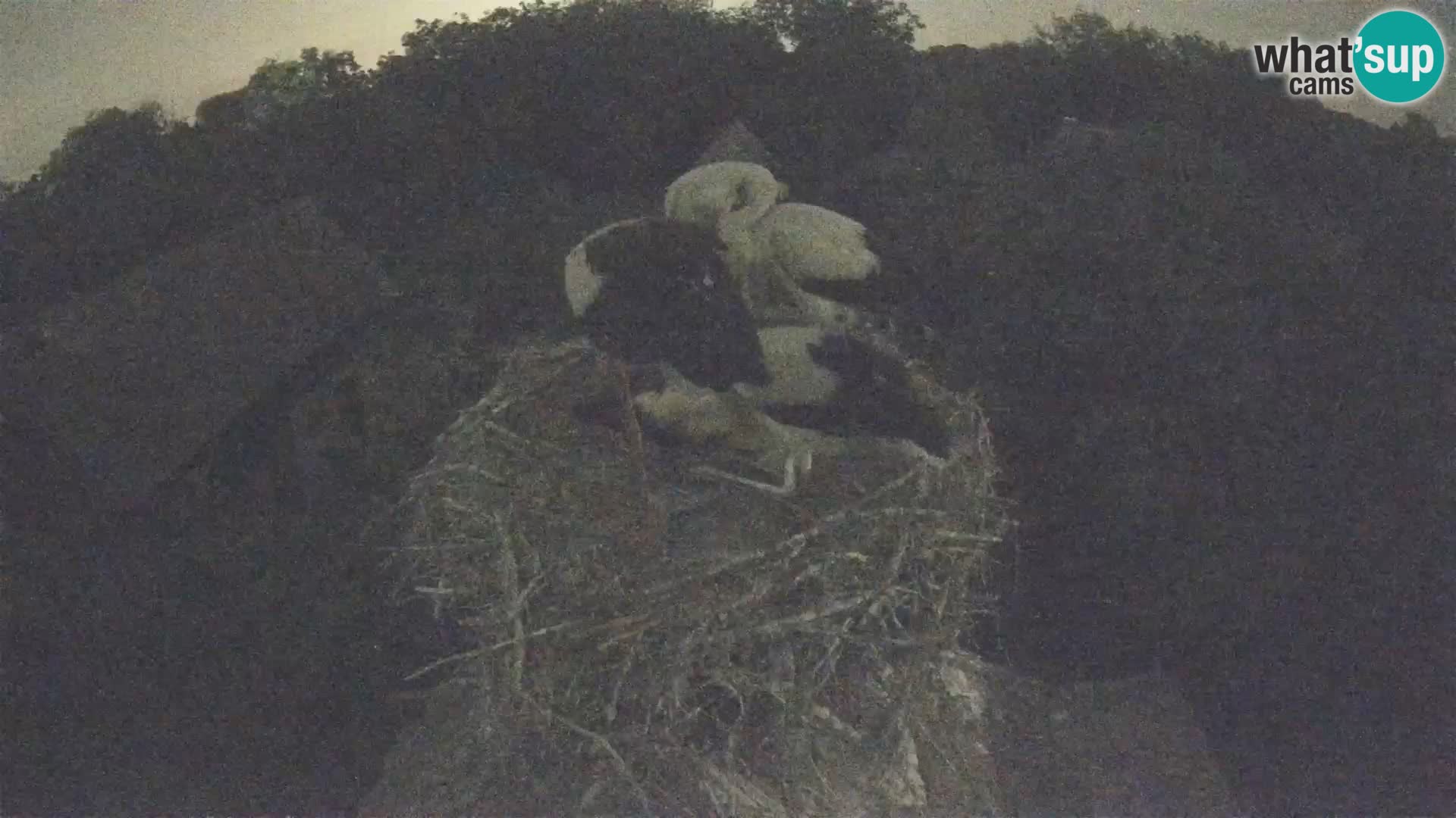 Villaggio delle cicogne europee webcam Parco naturale di Lonjsko polje