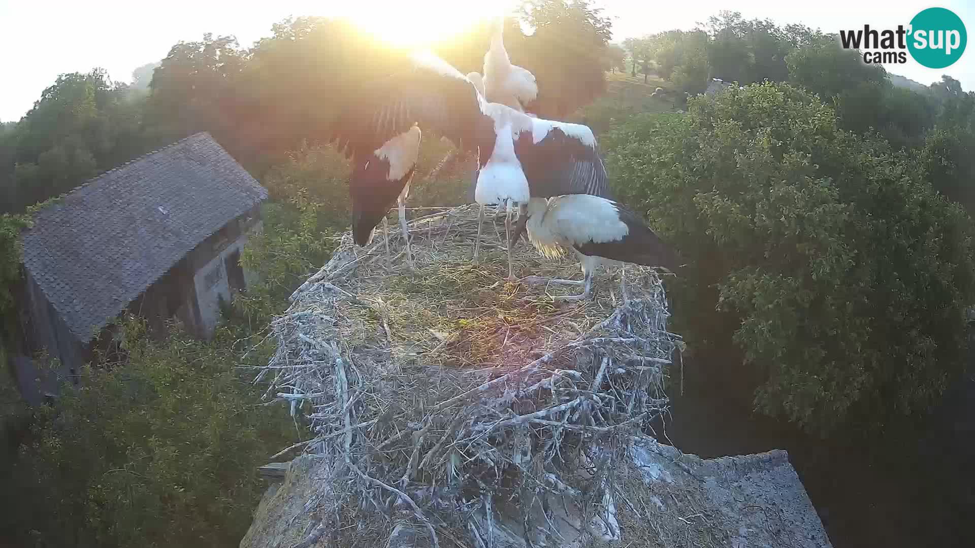 Webcam Europäisches Storchendorf – Naturpark Lonjsko polje