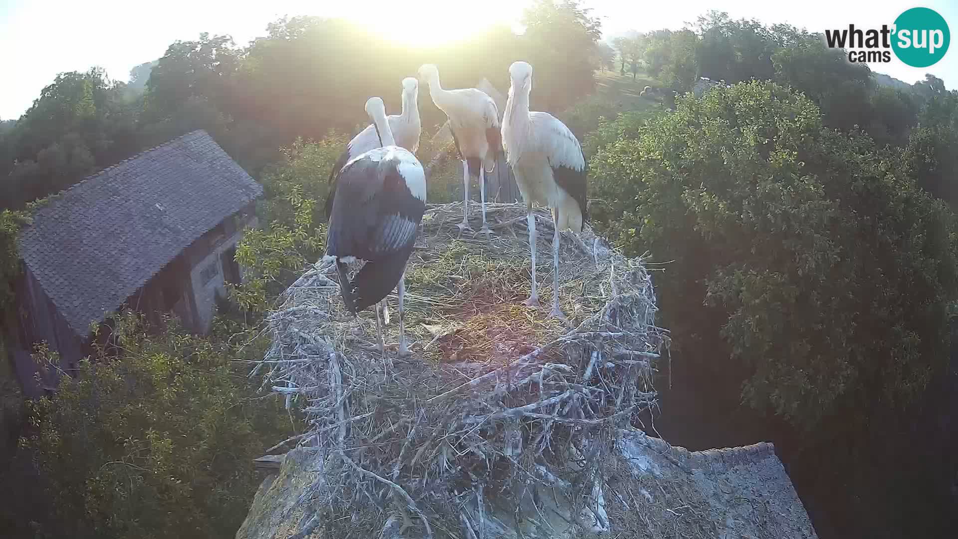 Webcam Europäisches Storchendorf – Naturpark Lonjsko polje