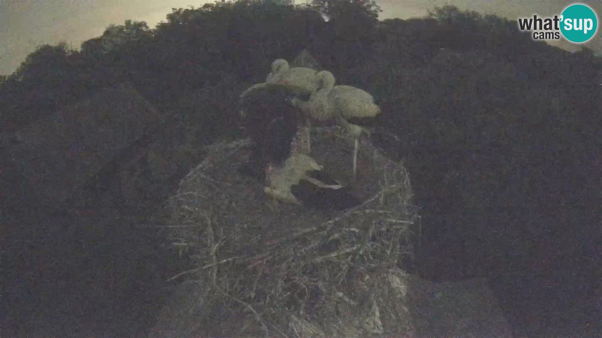 Villaggio delle cicogne europee webcam Parco naturale di Lonjsko polje