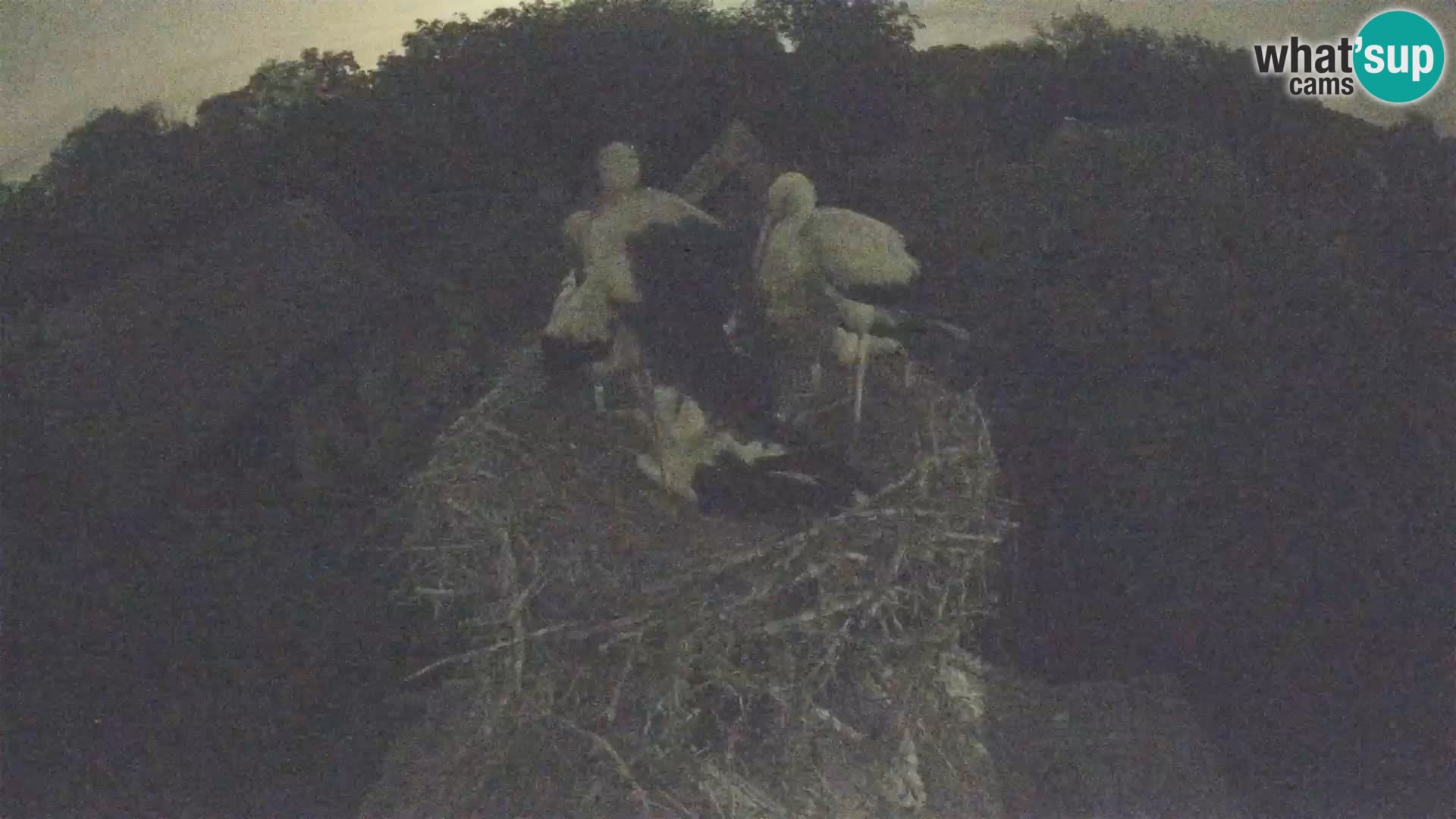 Webcam Europäisches Storchendorf – Naturpark Lonjsko polje