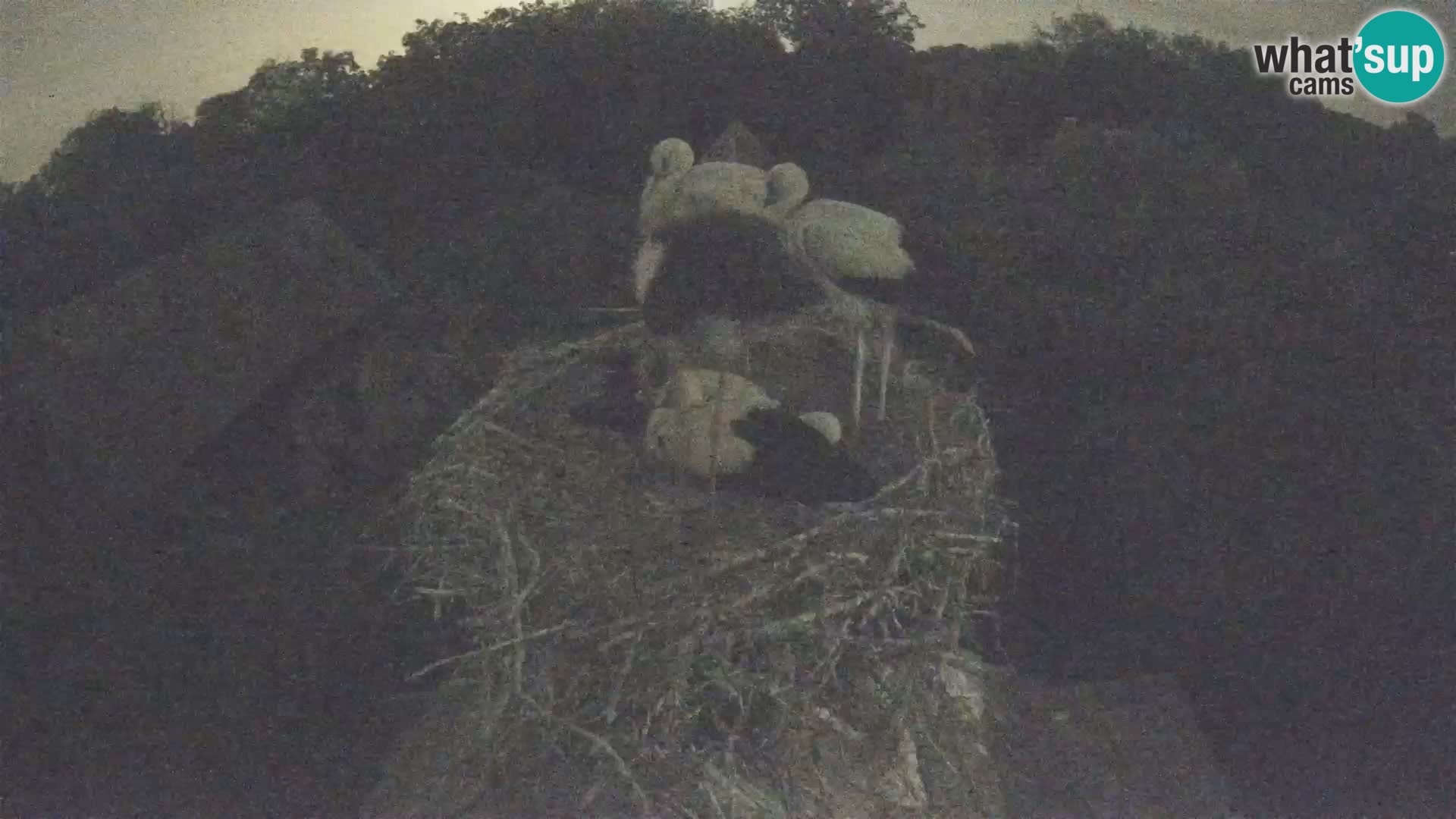 Live webcam European stork village – Lonjsko polje Nature Park