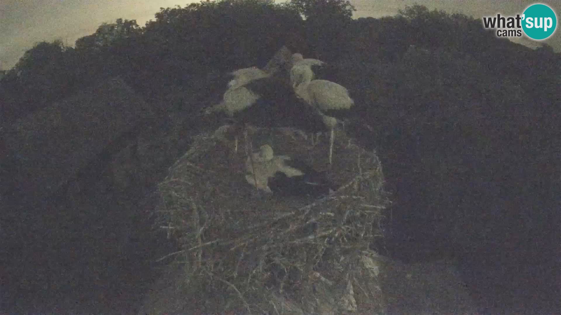 Pueblo europeo de cigüeñas camera en vivo Parque Natural Lonjsko polje