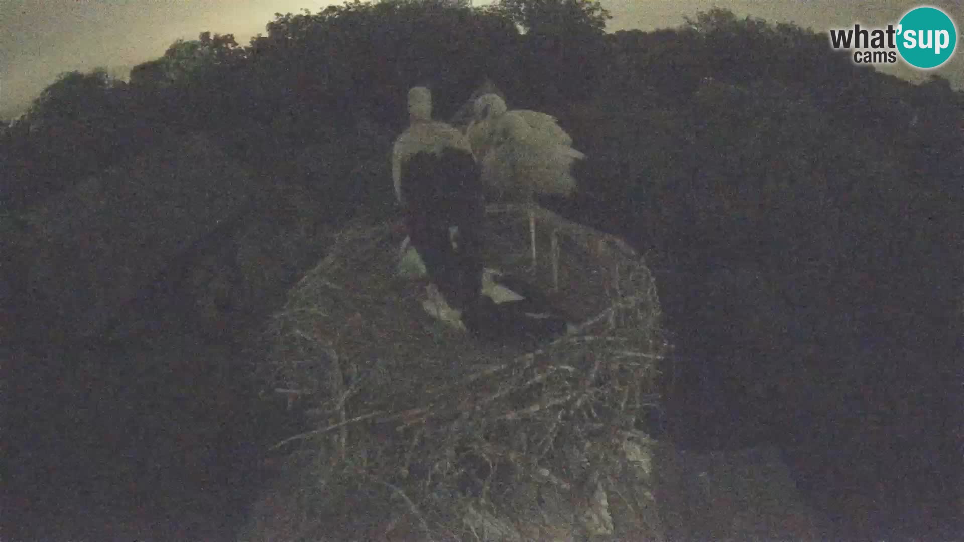 Live webcam European stork village – Lonjsko polje Nature Park