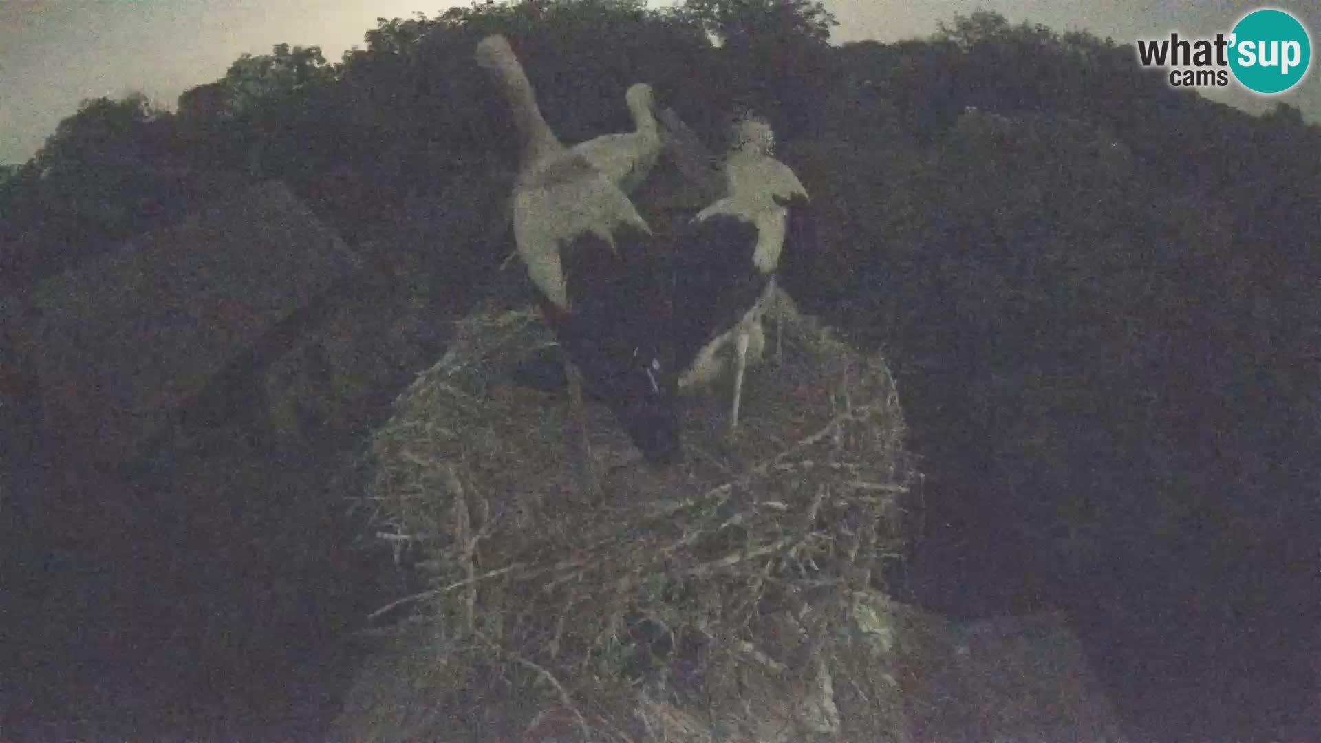 Webcam Europäisches Storchendorf – Naturpark Lonjsko polje